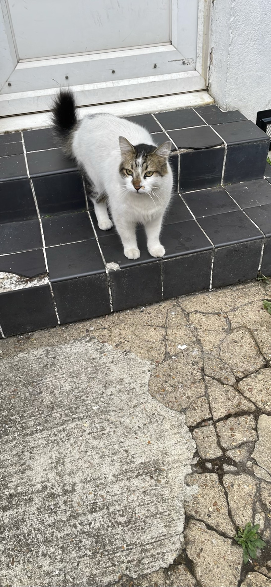 Taylor, a cat found on Chonk Finder