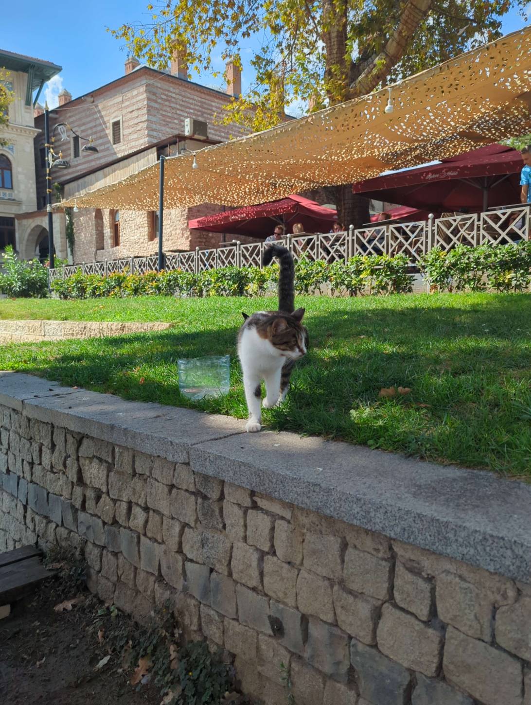 Blue, a cat found on Chonk Finder