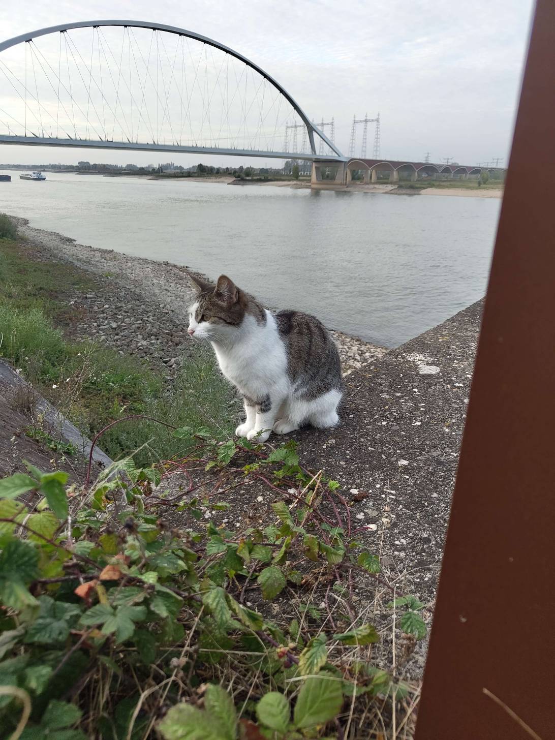 Koe, a cat met on Chonk Finder