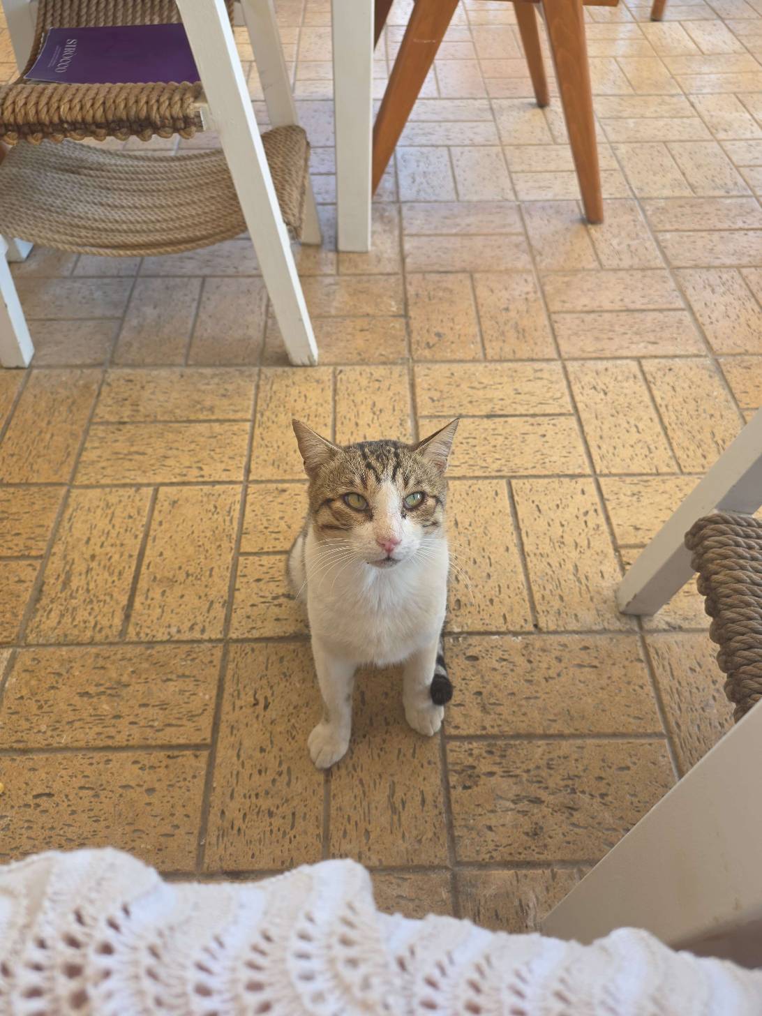 Delilah, a cat found on Chonk Finder