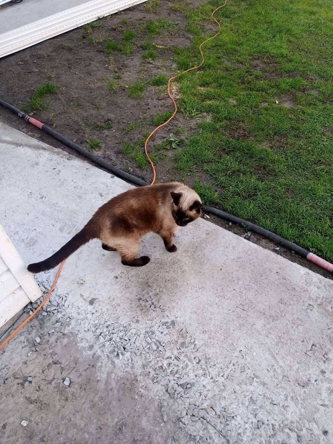 Barsik, a cat found on Chonk Finder