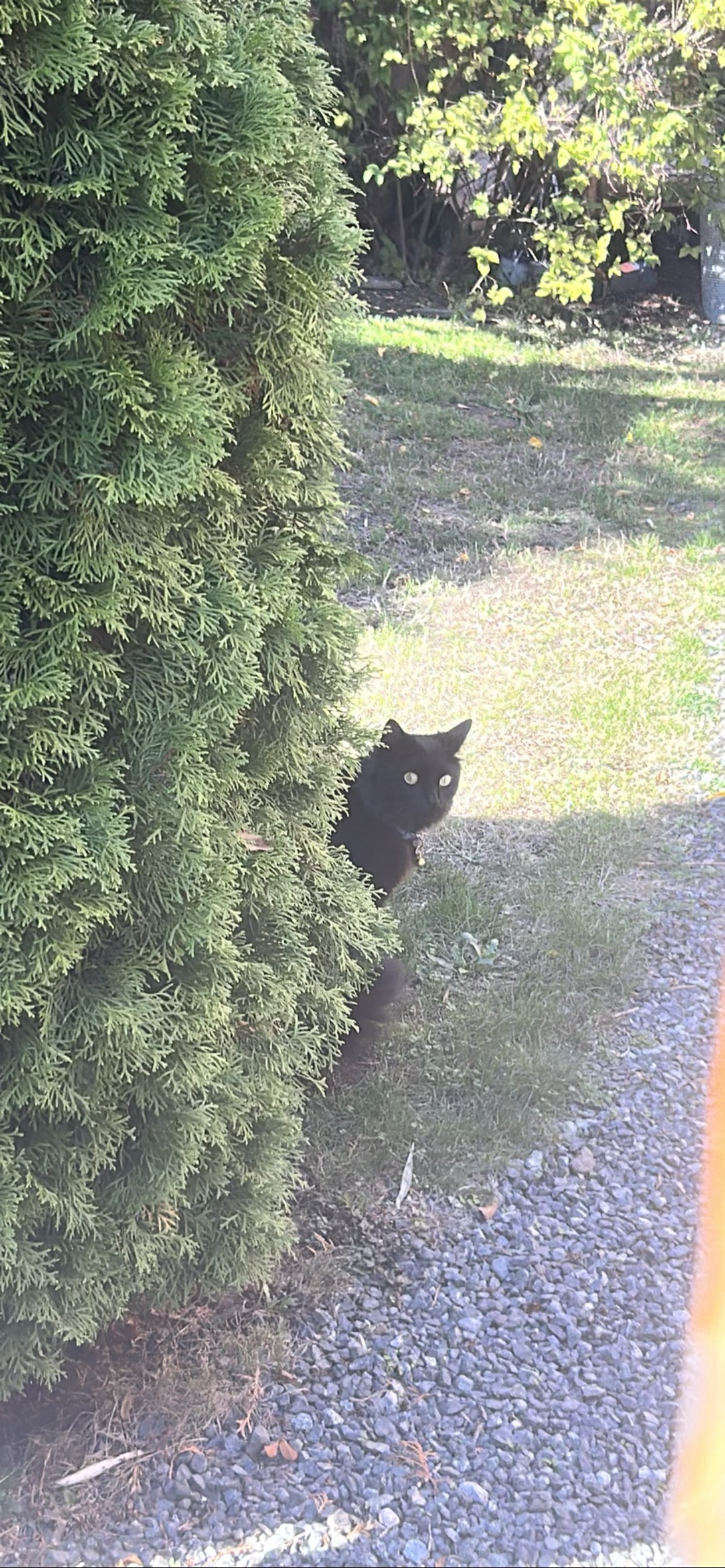 Curious George, a cat found on Chonk Finder