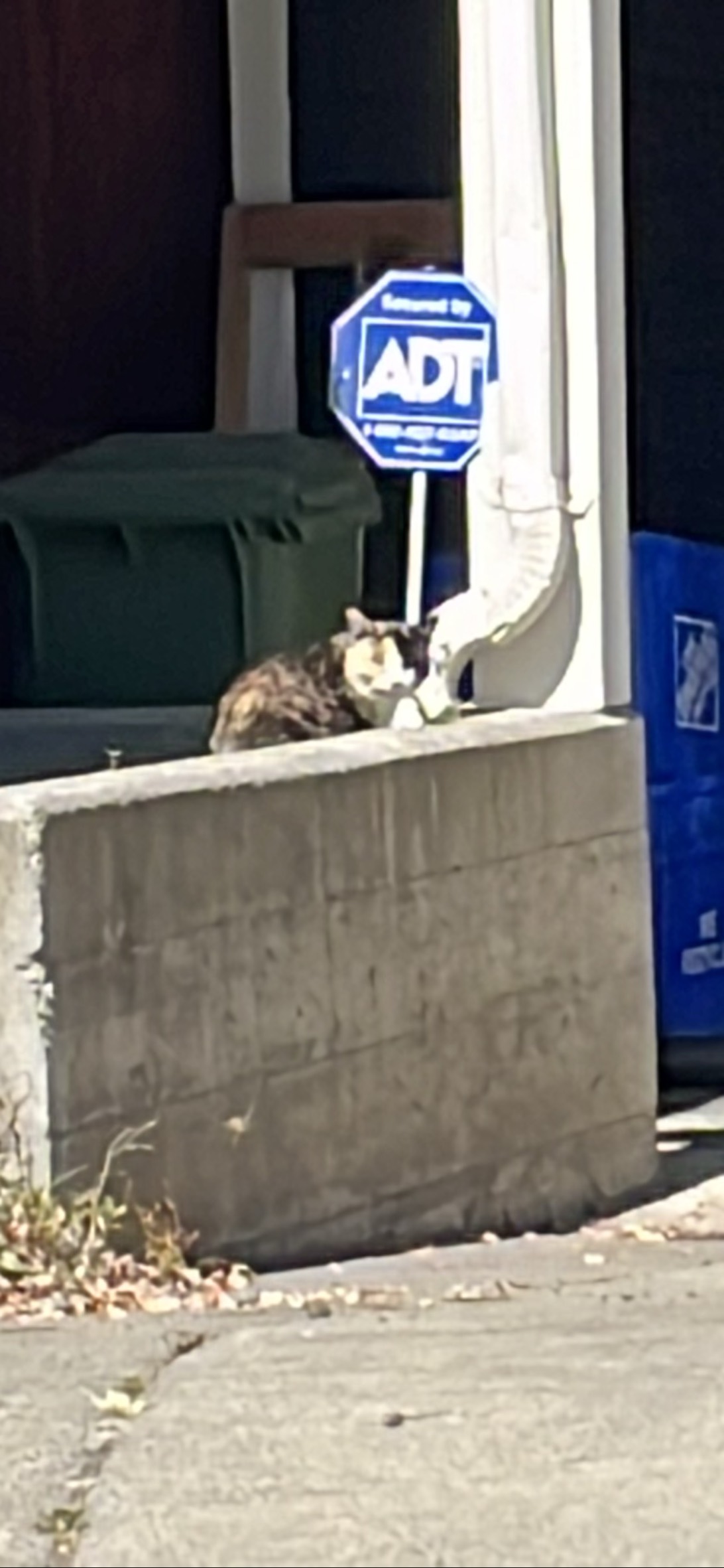 Ramona, a cat found on Chonk Finder