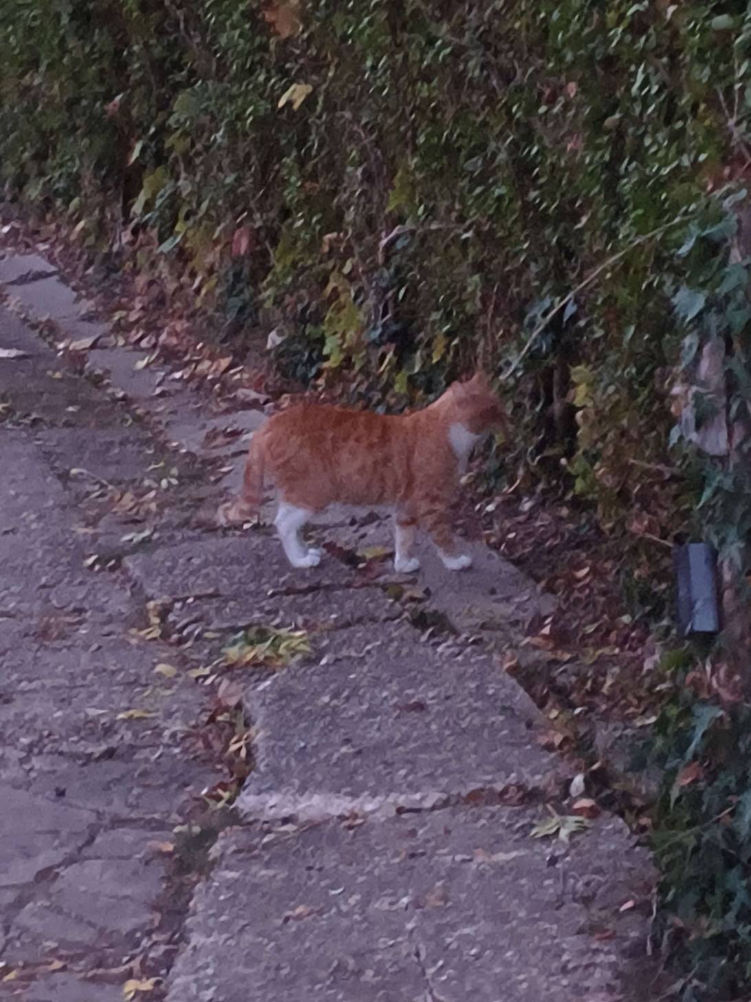 Archie the 1st, a cat found on Chonk Finder