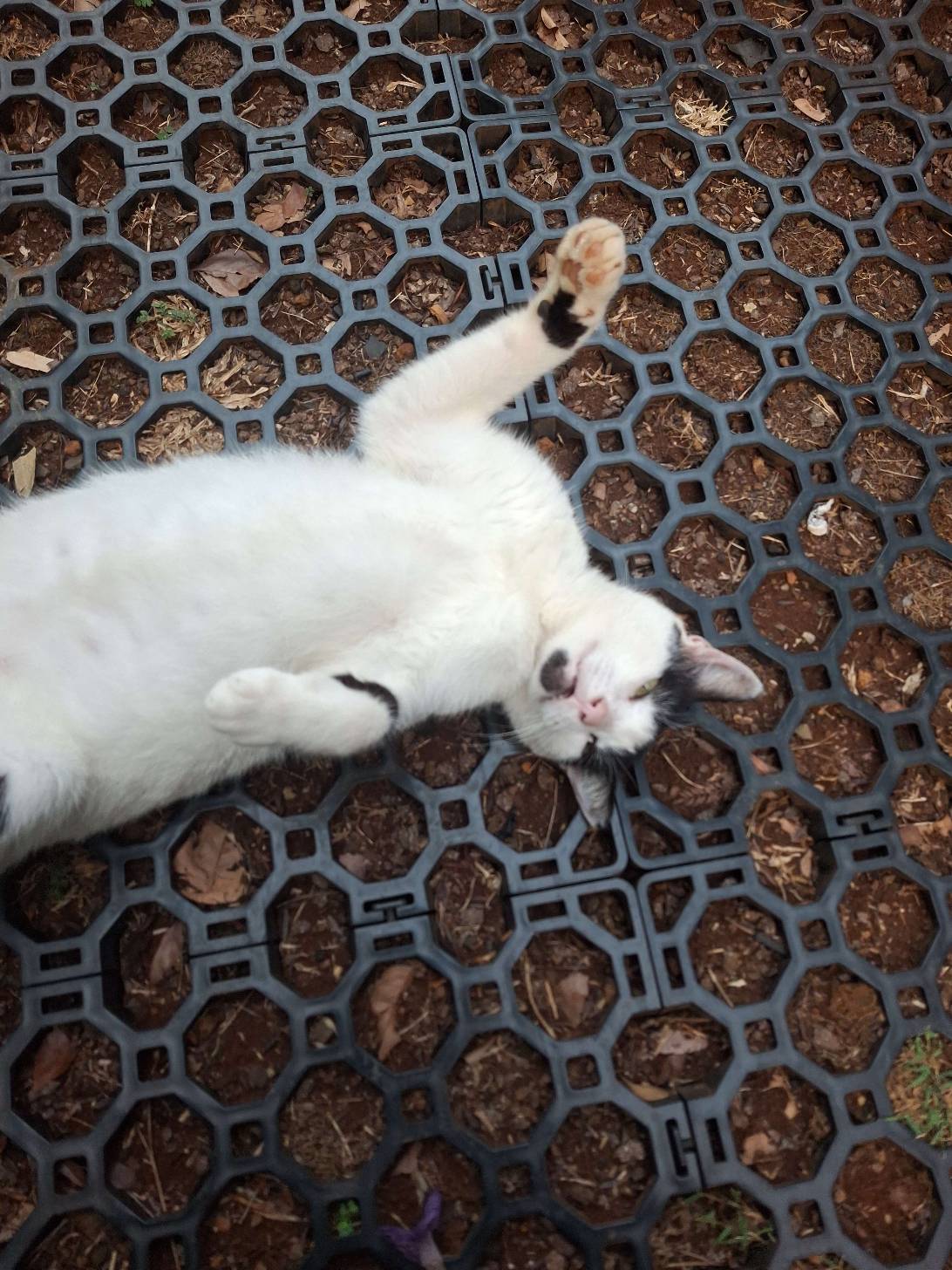 Horatio, a cat found on Chonk Finder