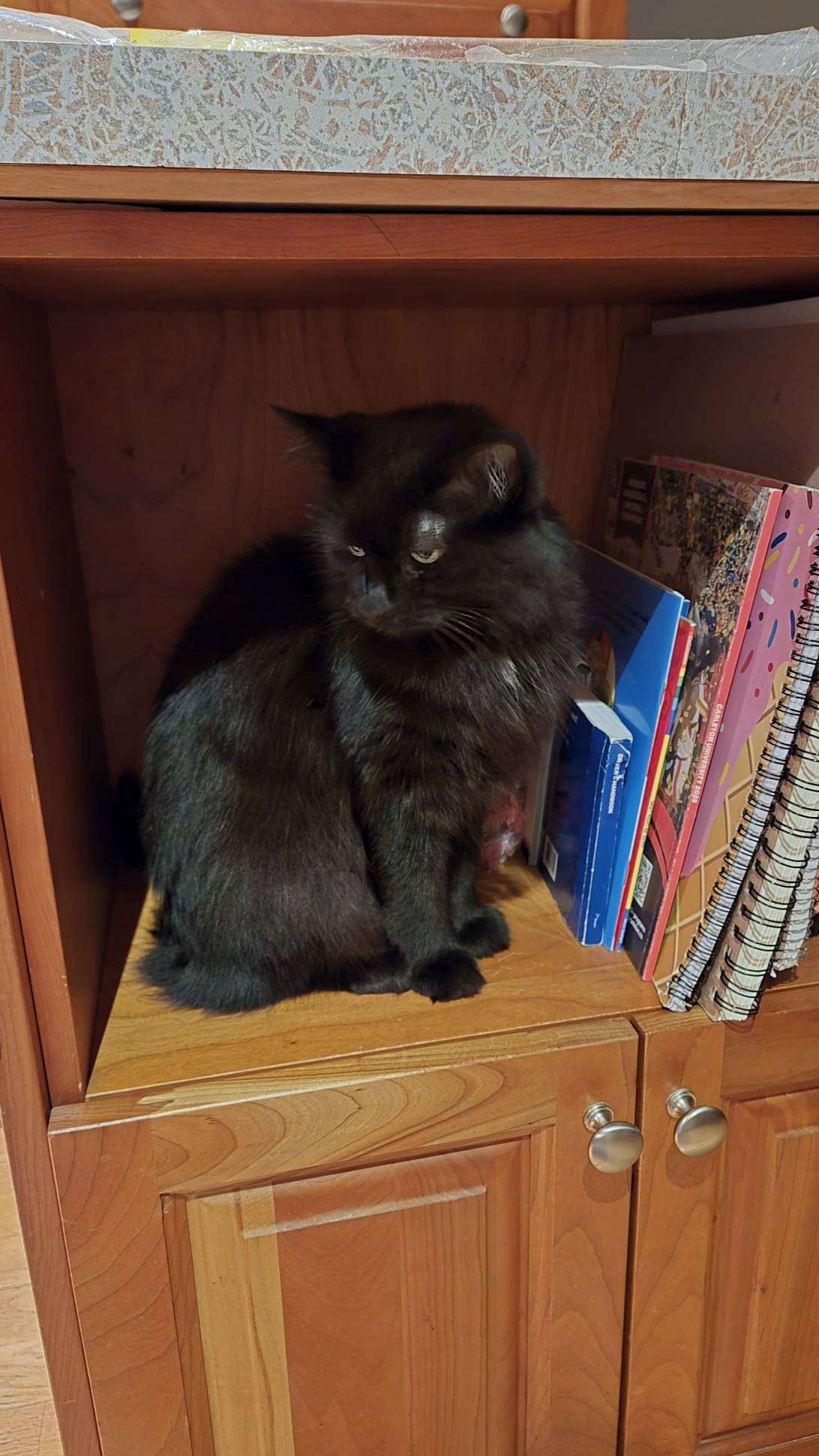 Shadow, a cat found on Chonk Finder