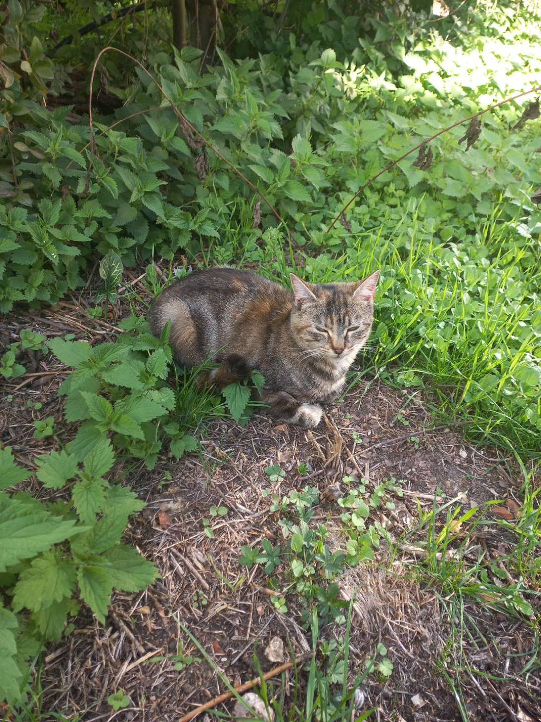 Camping cat, a cat found on Chonk Finder