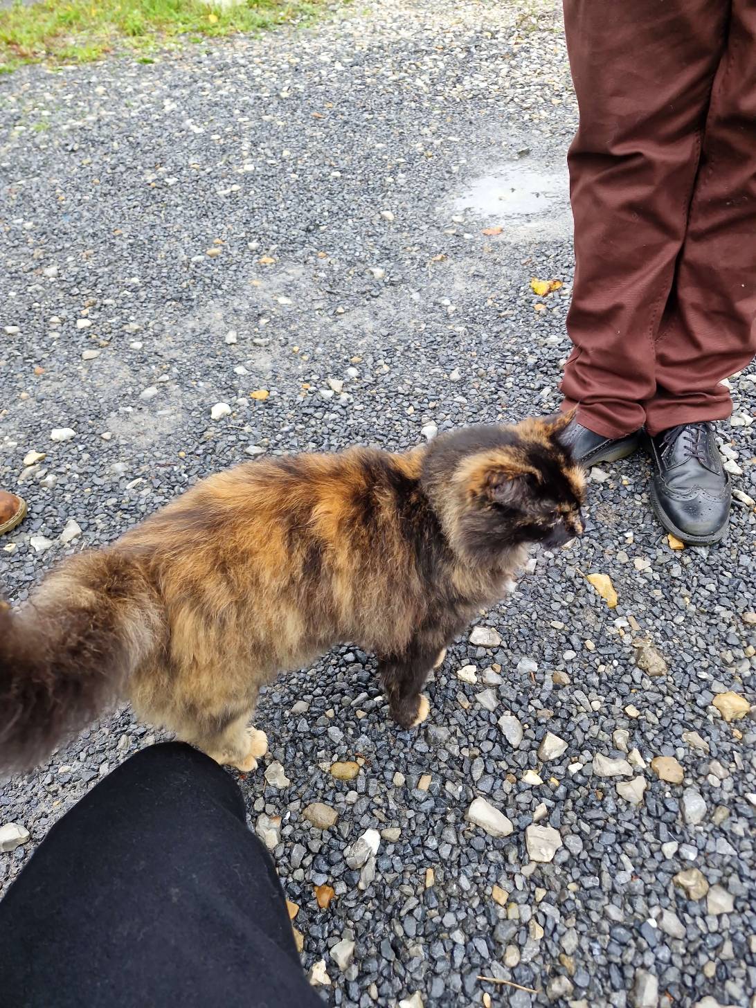 Hazel, a cat found on Chonk Finder