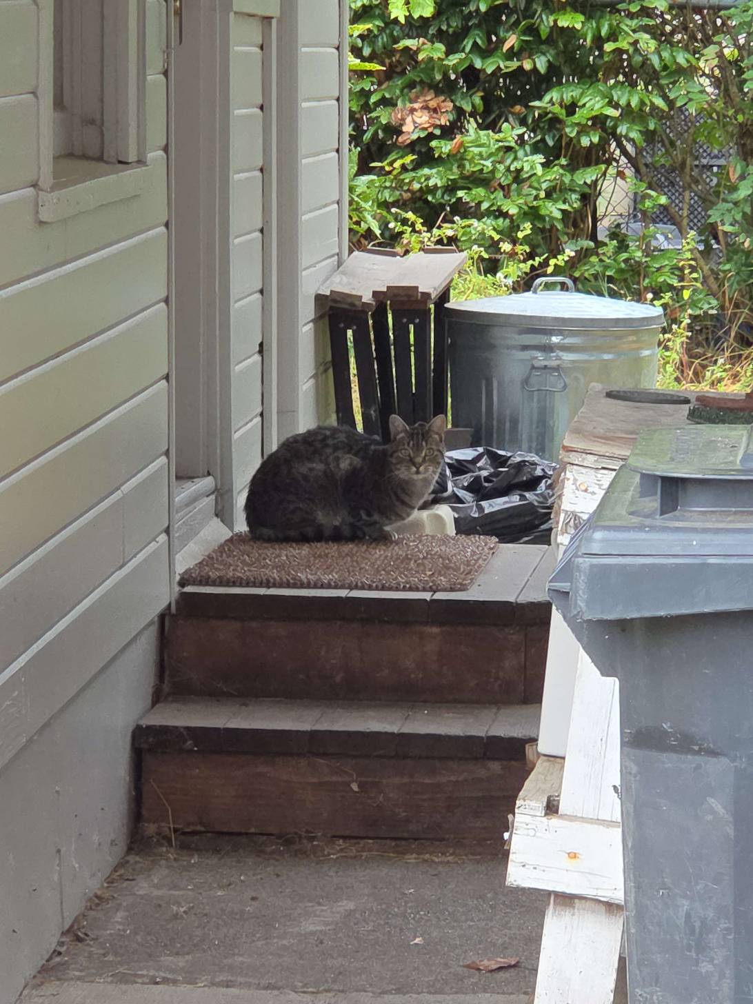 Chips, a cat found on Chonk Finder