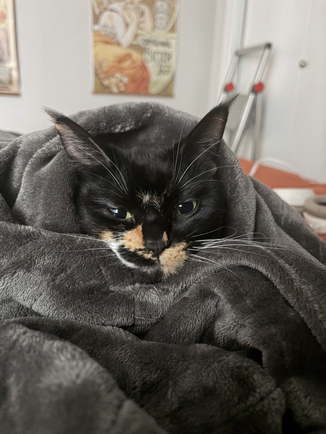Buffy, a cat found on Chonk Finder