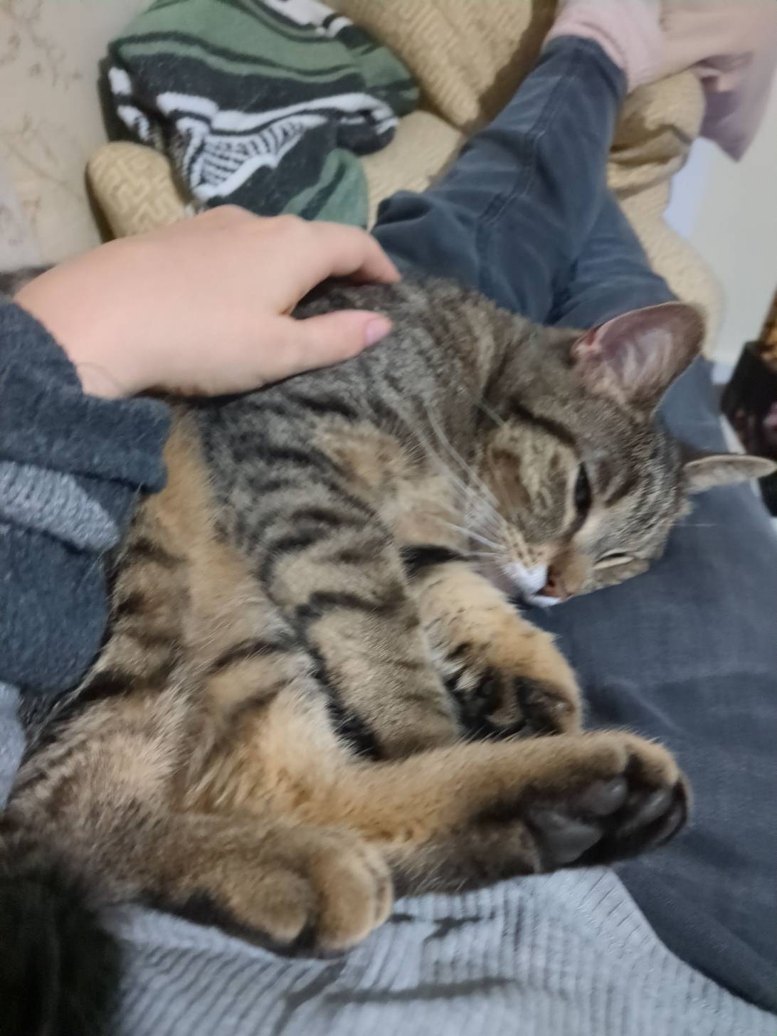 Honey, a cat found on Chonk Finder