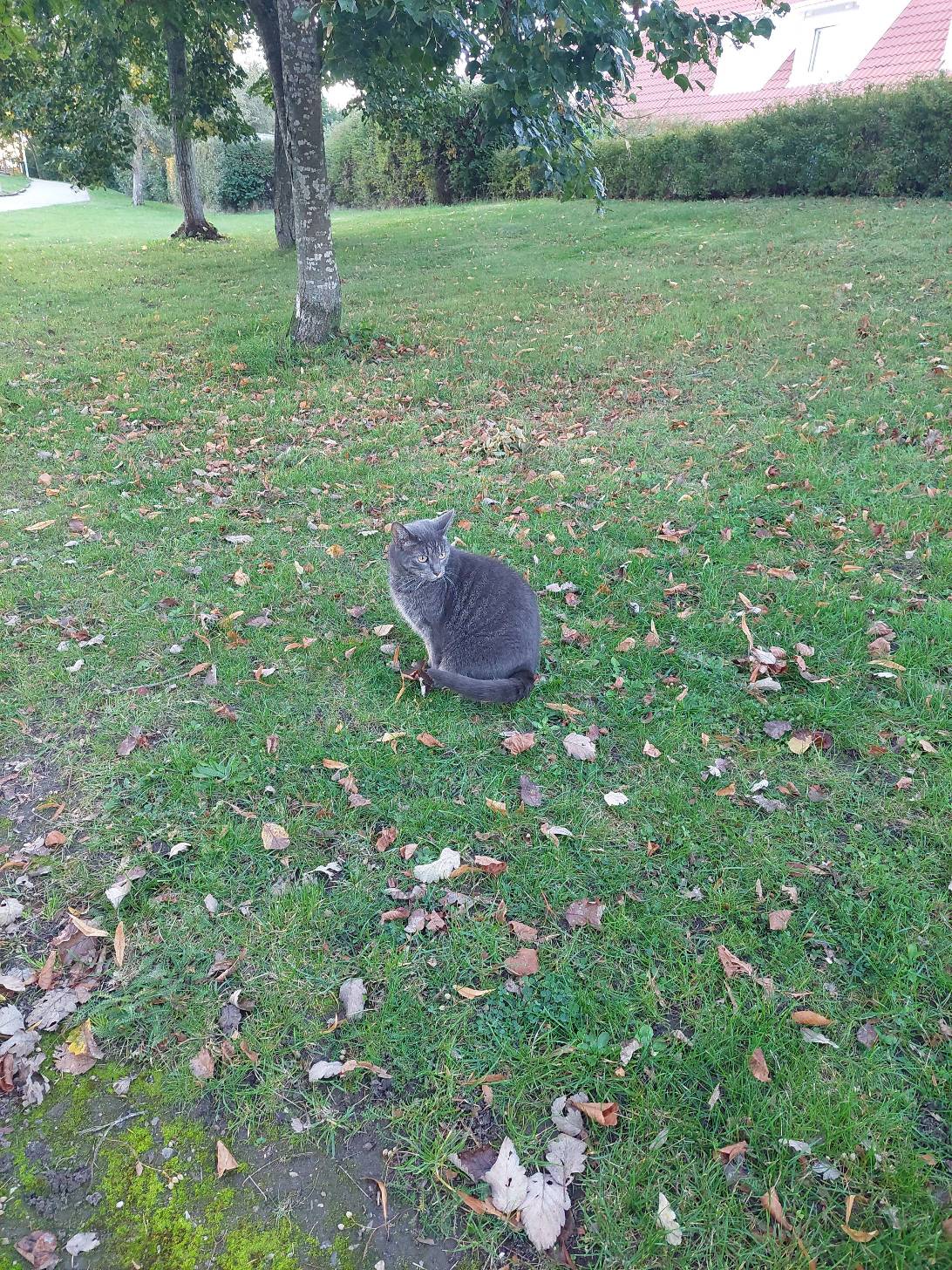 Grayling, a cat found on Chonk Finder