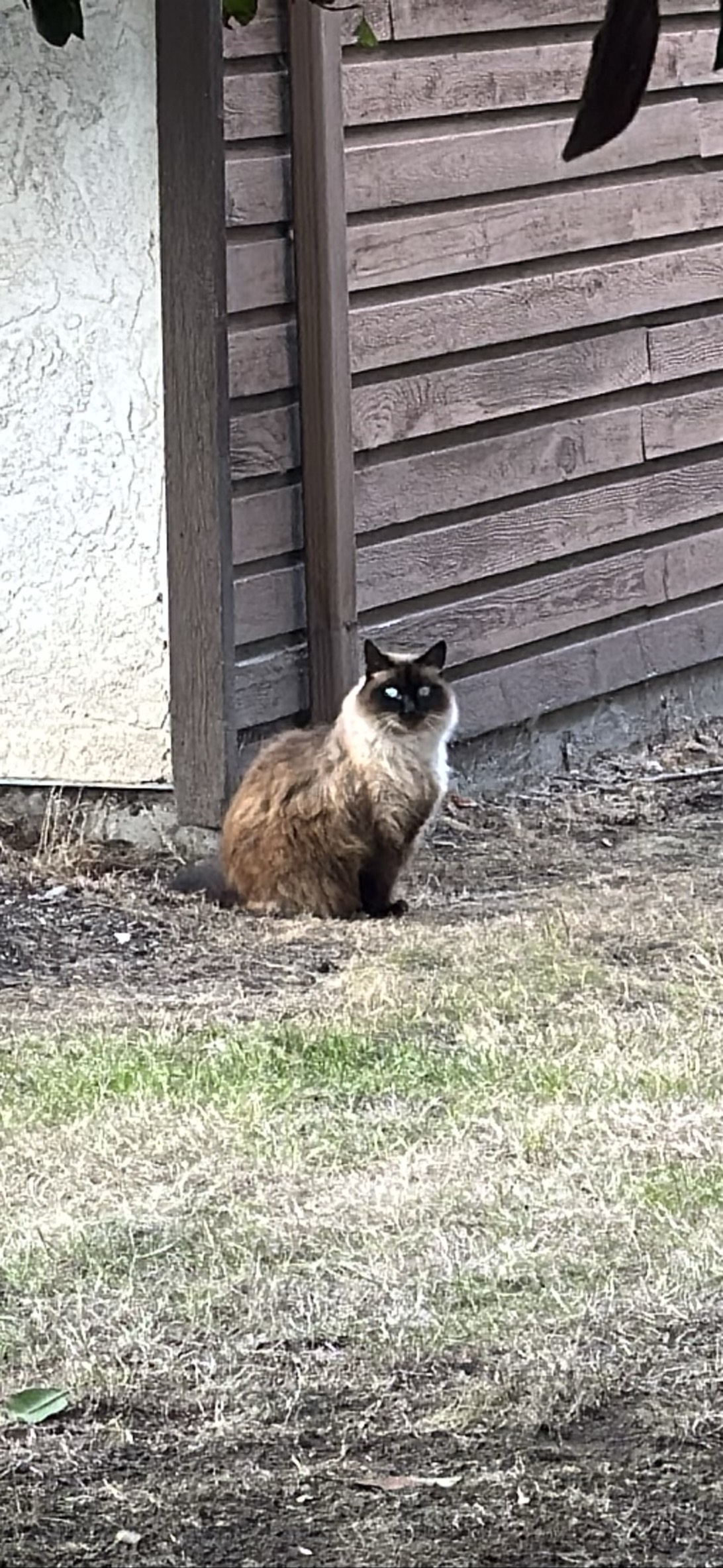 Ptolemy, a cat found on Chonk Finder