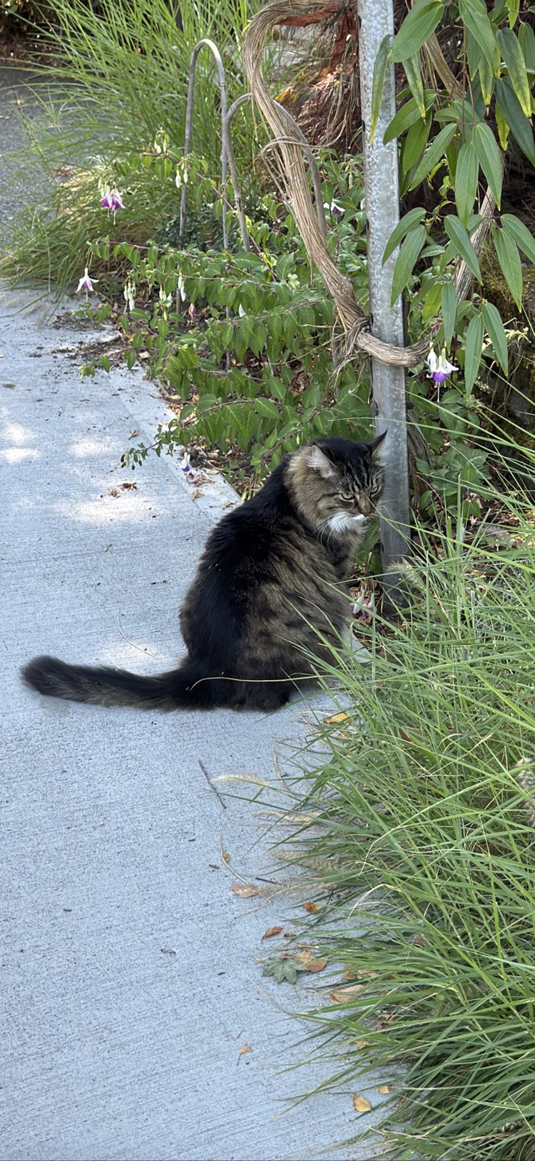 Moses, a cat found on Chonk Finder