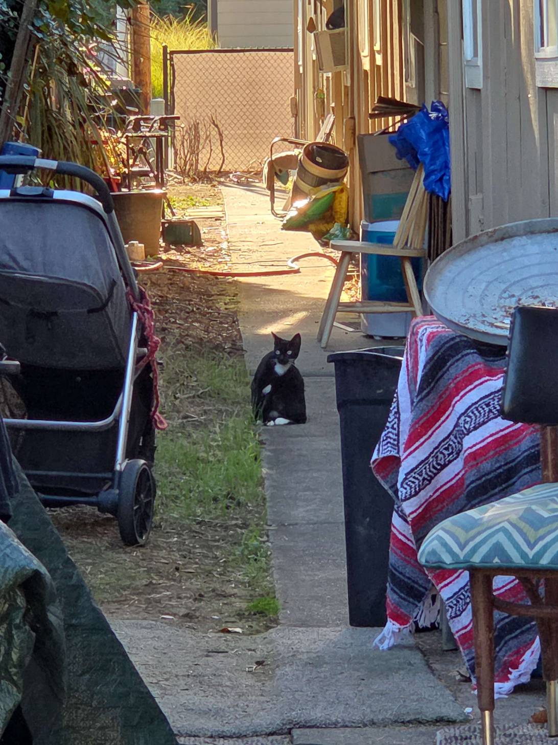 Jinx, a cat found on Chonk Finder