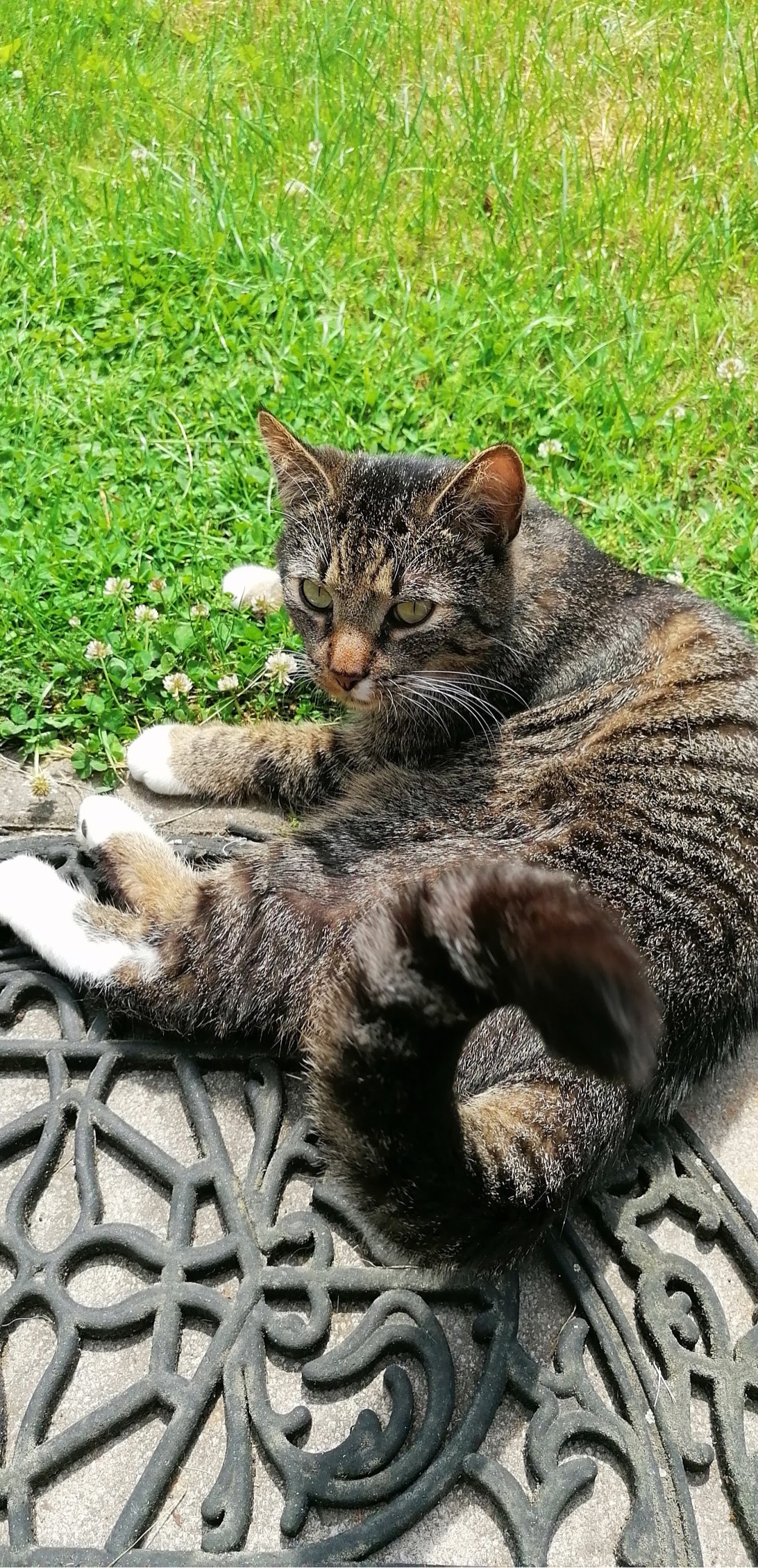 Muffin, a cat found on Chonk Finder