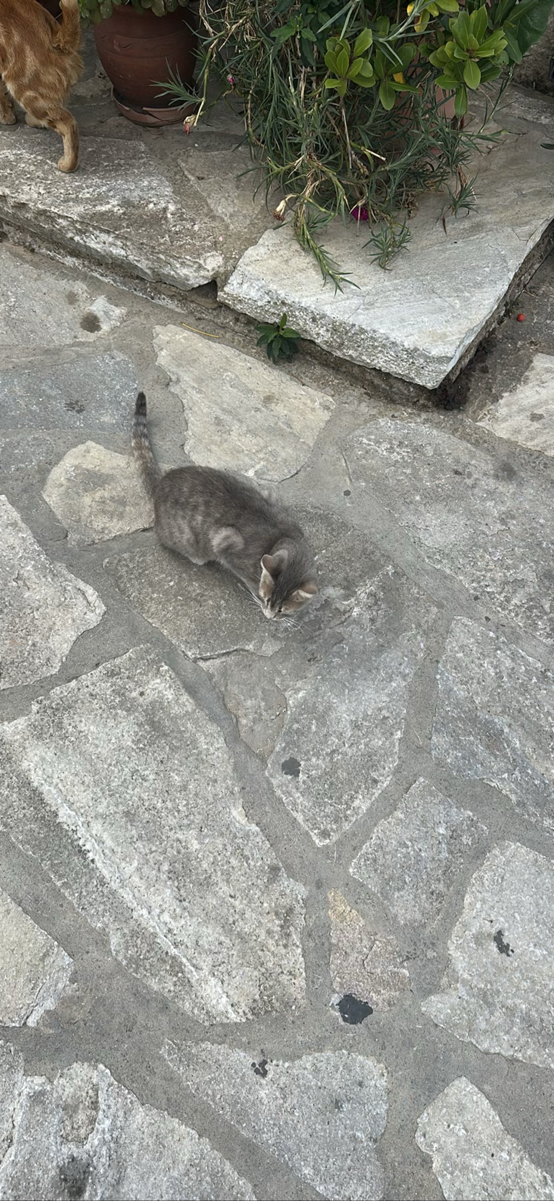 Starry, a cat found on Chonk Finder