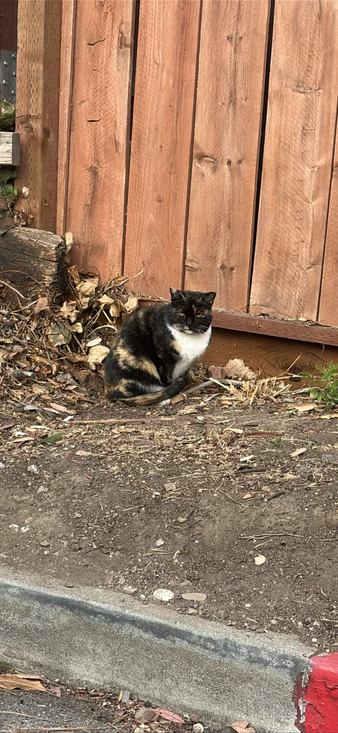 Amber (unknown name), Pleasanton
