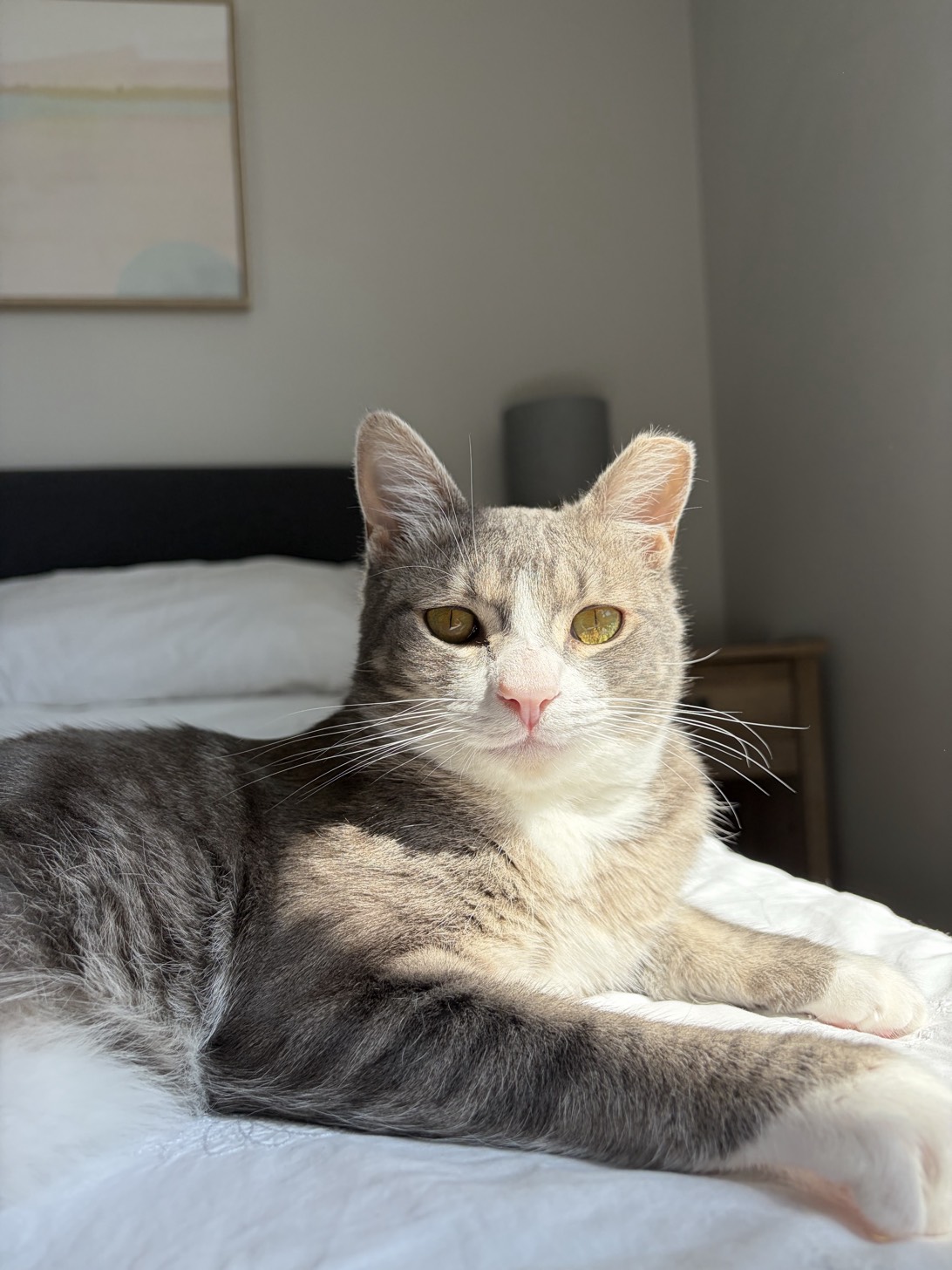 Monkey, a cat found on Chonk Finder