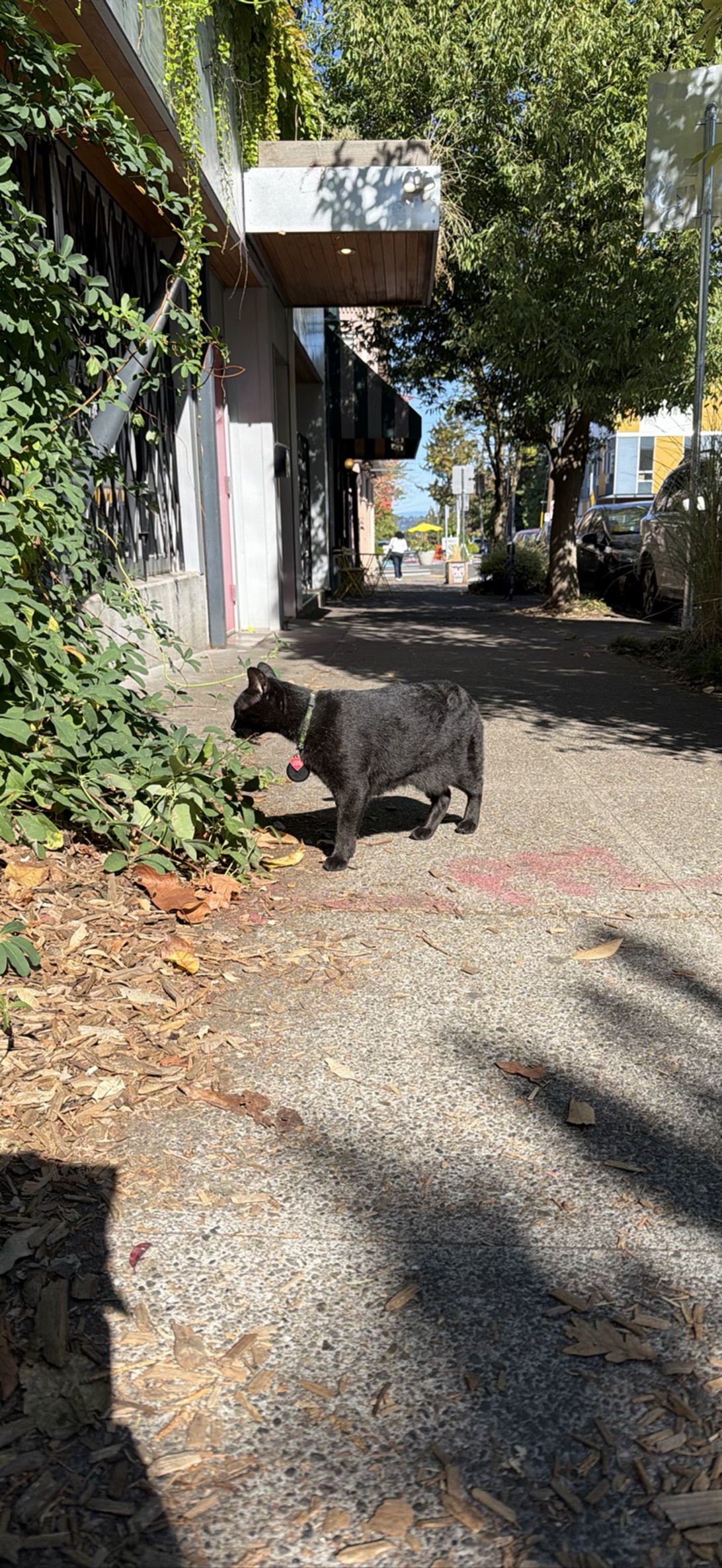Enzo, a cat found on Chonk Finder