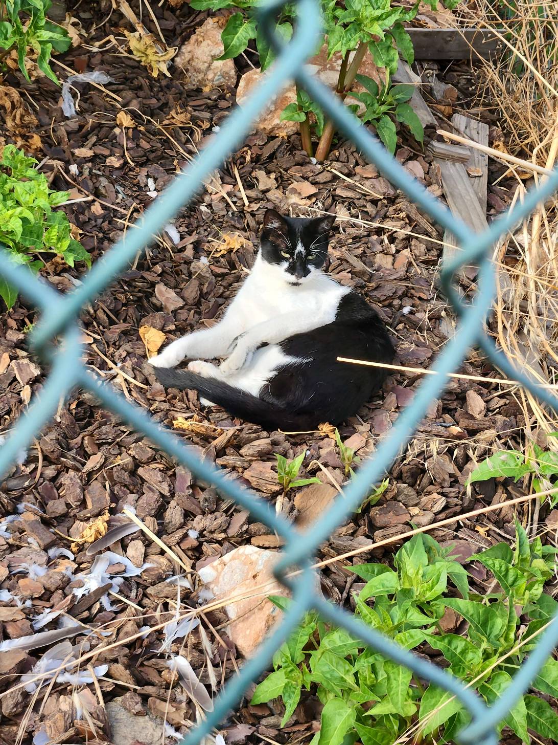 Fergus, a cat found on Chonk Finder