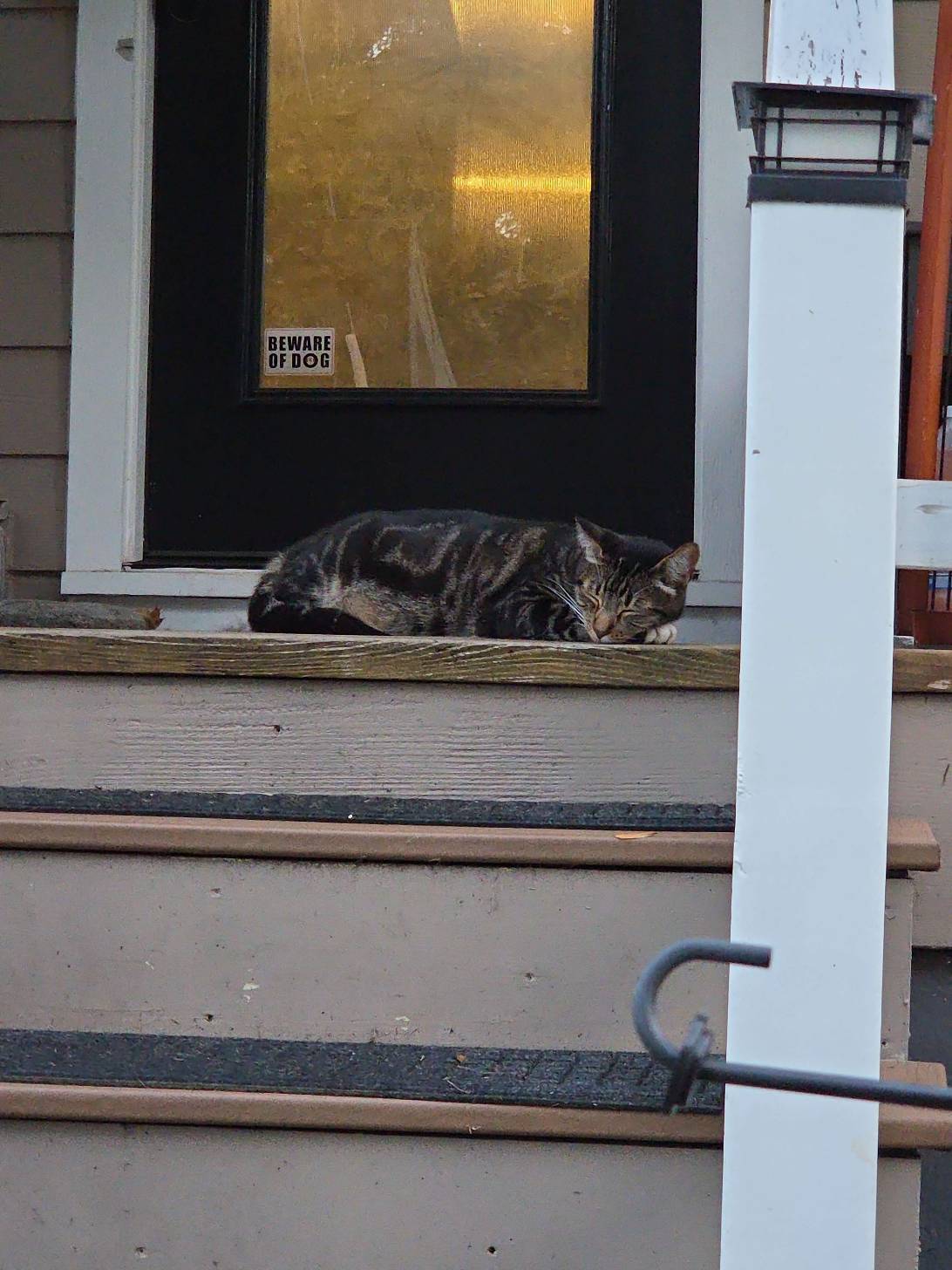 this cat, a cat found on Chonk Finder