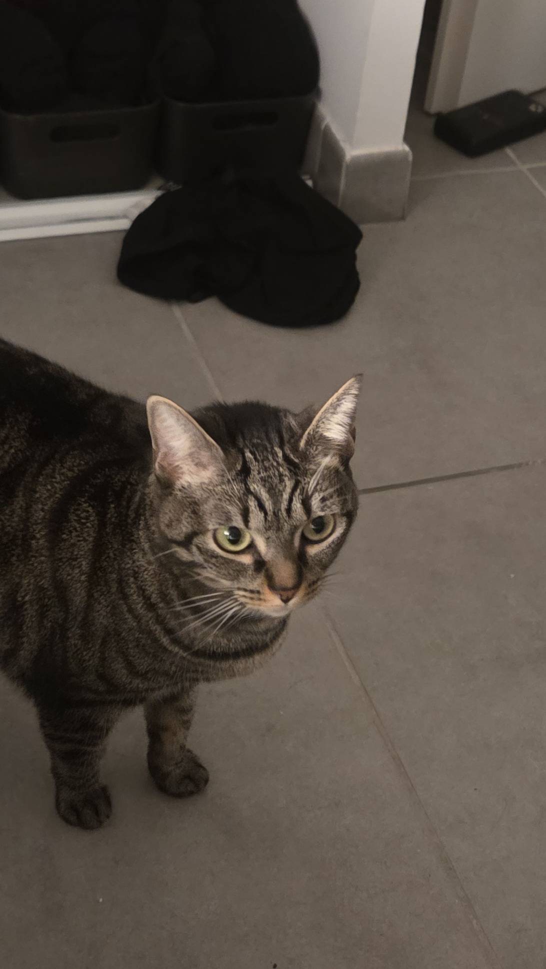 Goomychette, a cat found on Chonk Finder