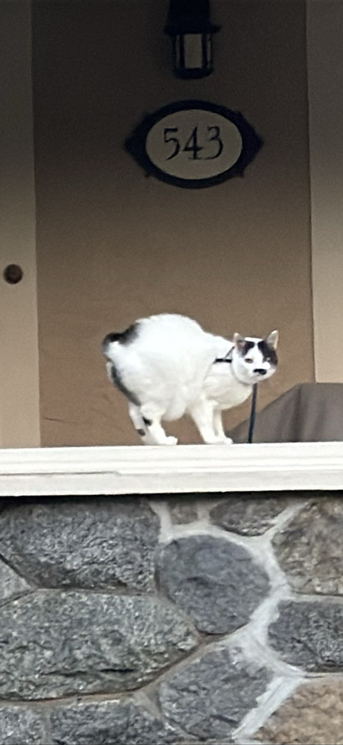 Leashed, a cat found on Chonk Finder