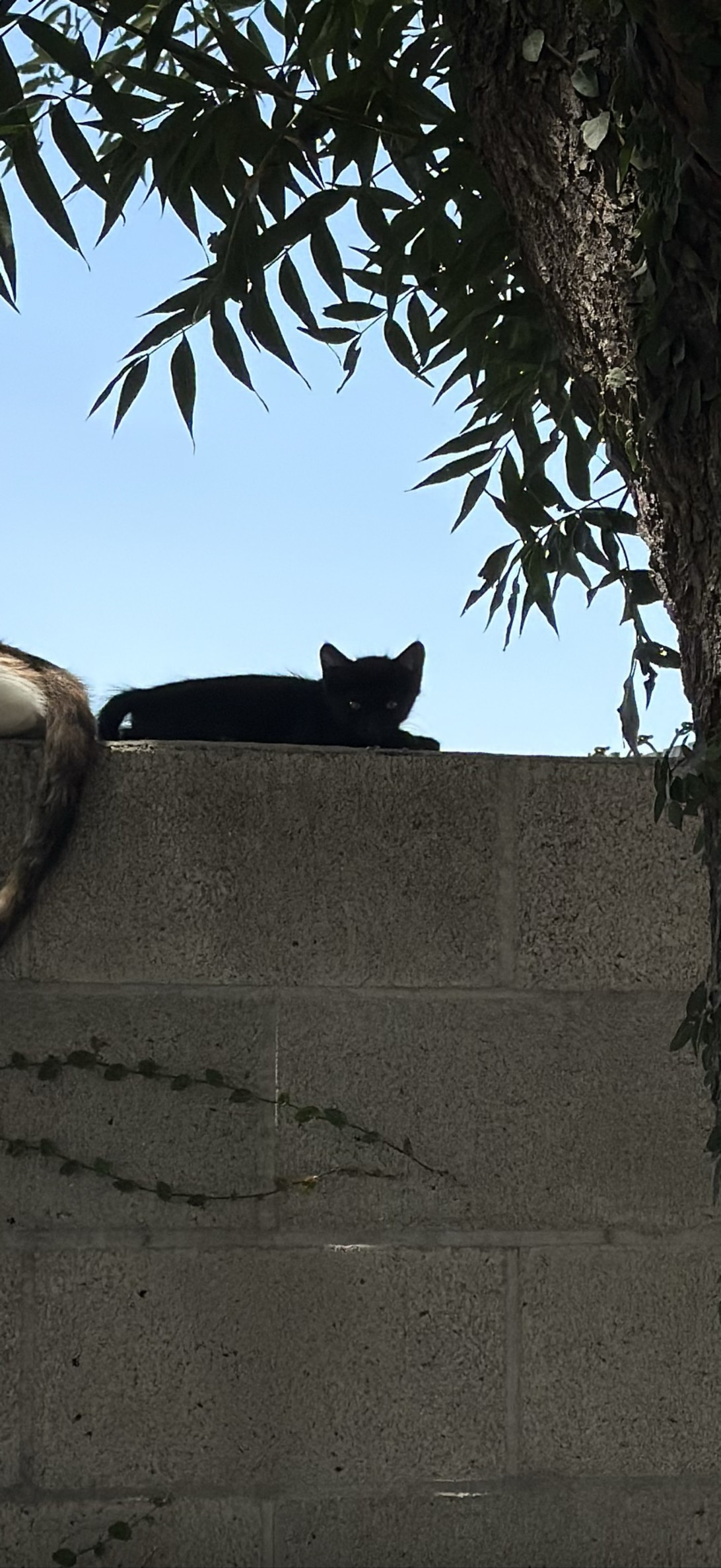 Rampart, a cat found on Chonk Finder
