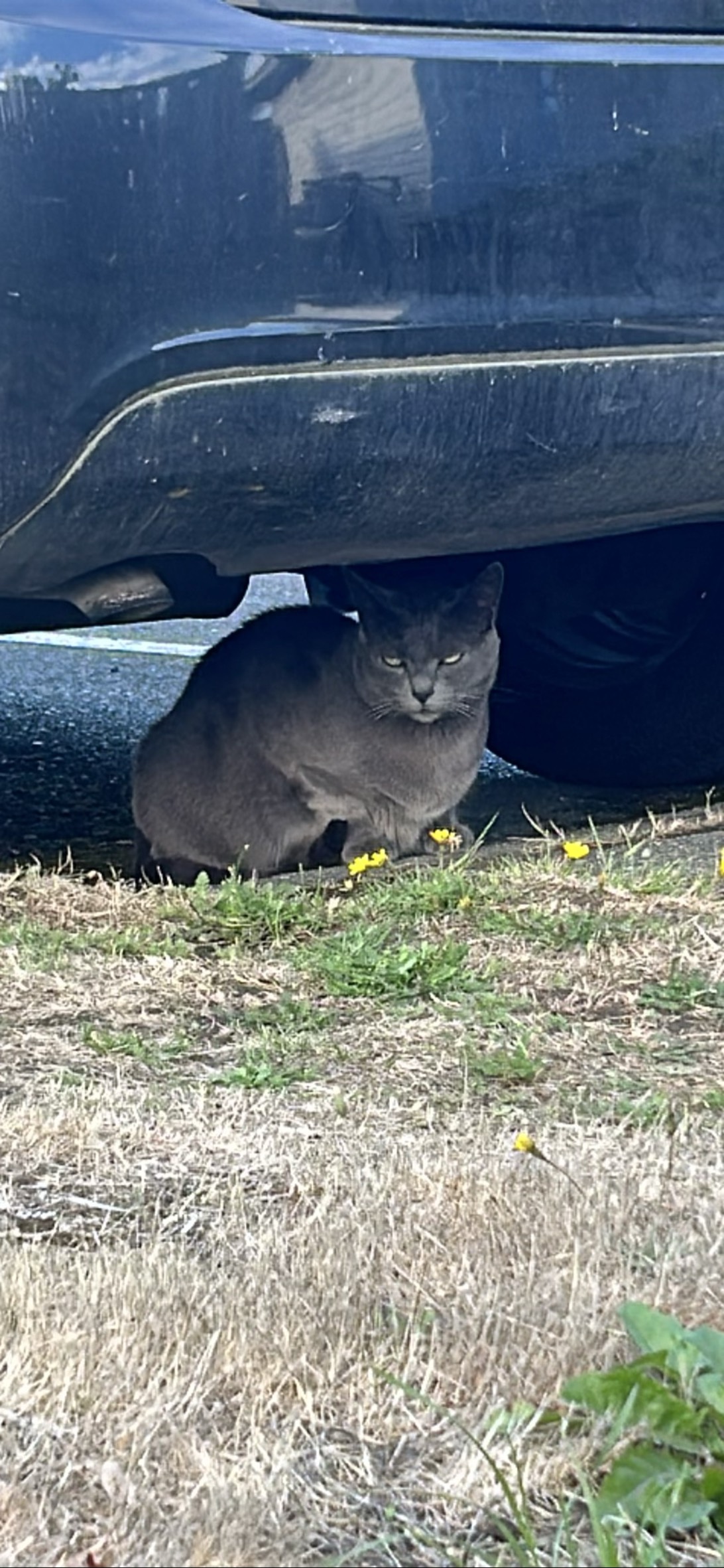 cul-de-sac kitty, a cat found on Chonk Finder