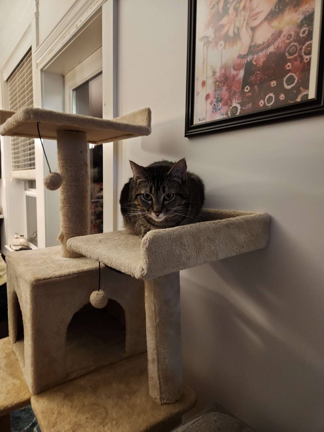 Cindy lou, a cat found on Chonk Finder