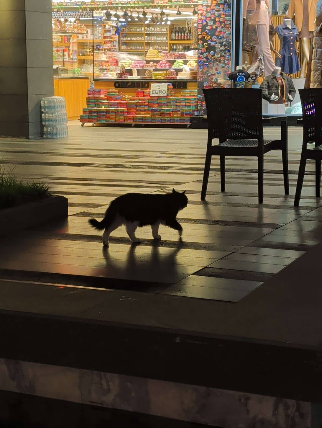 Vesper, a cat found on Chonk Finder