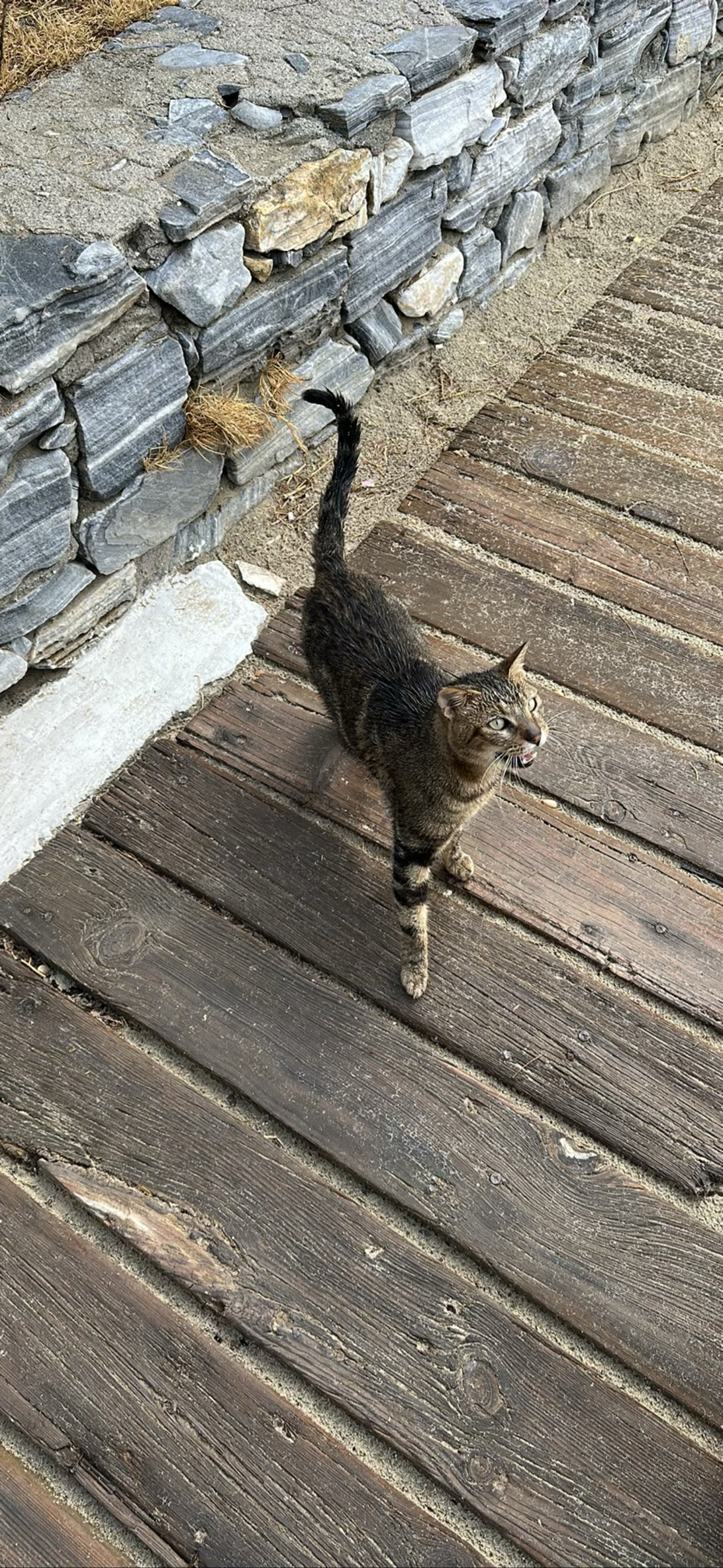 Purrry, a cat found on Chonk Finder