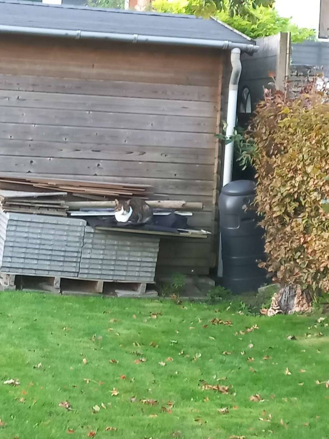 Barnaby, a cat found on Chonk Finder