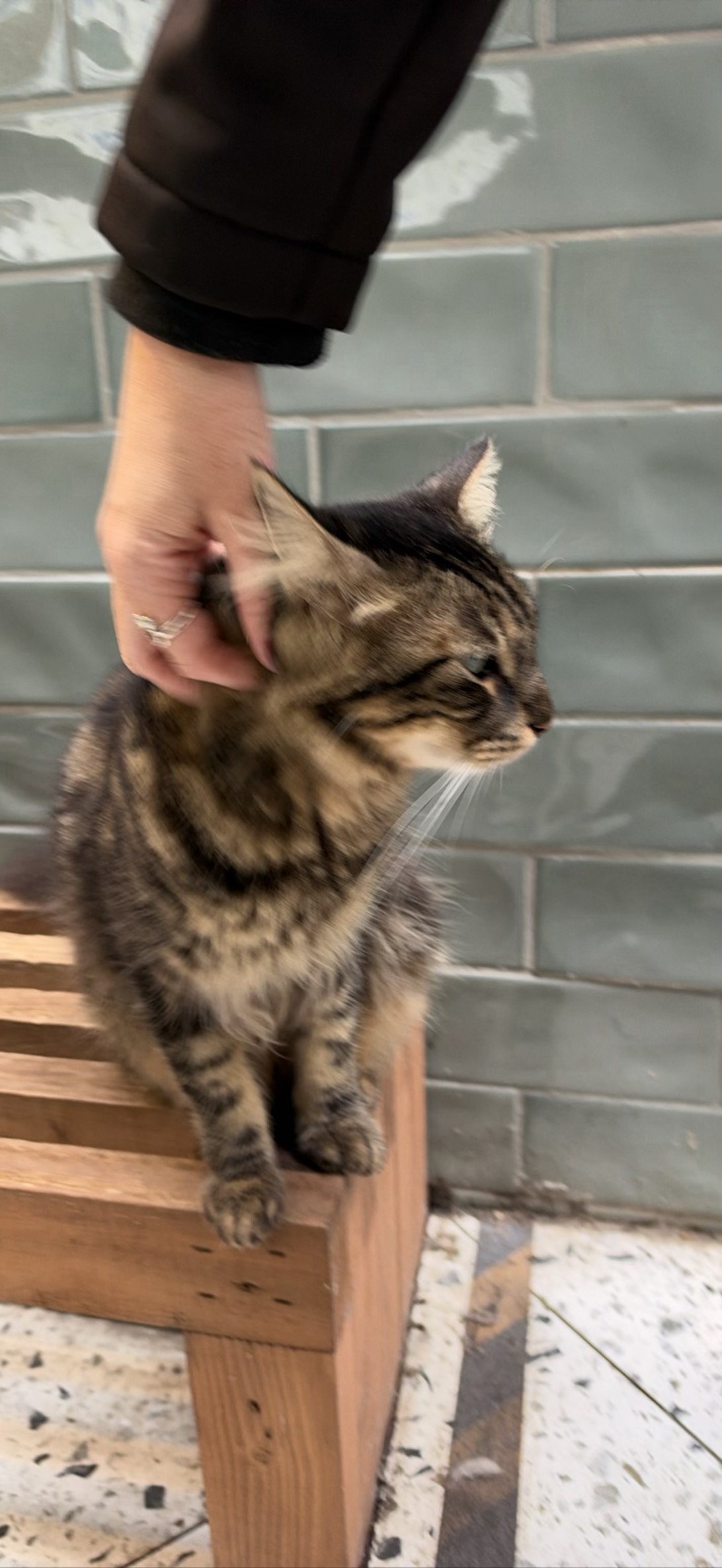 Thump, a cat found on Chonk Finder