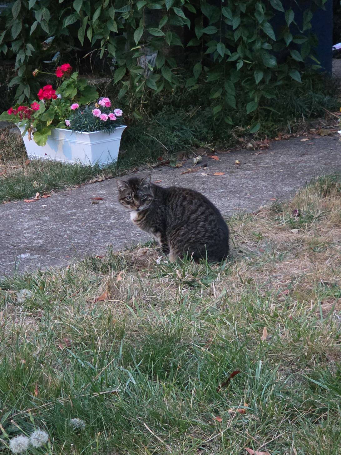 Bramble, a cat found on Chonk Finder