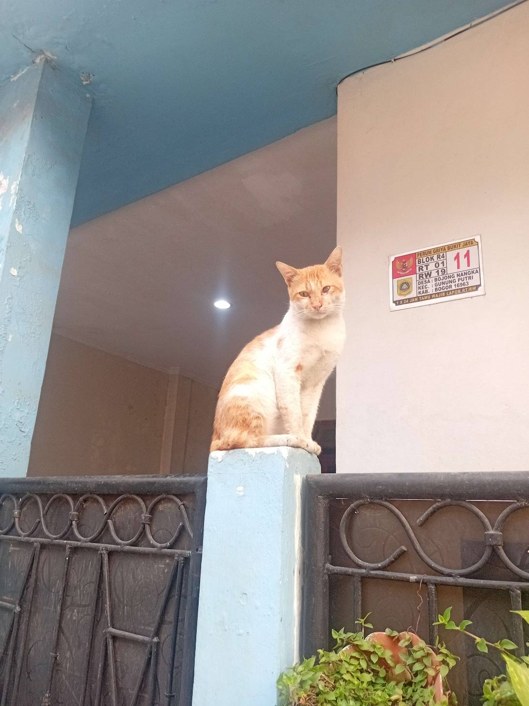Olyi, a cat found on Chonk Finder