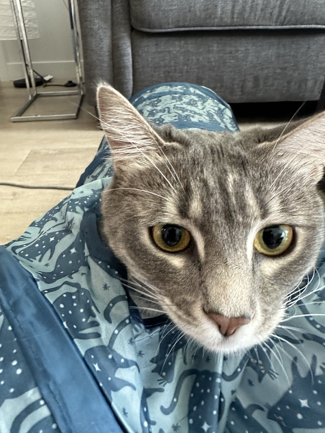 Suki, a cat found on Chonk Finder