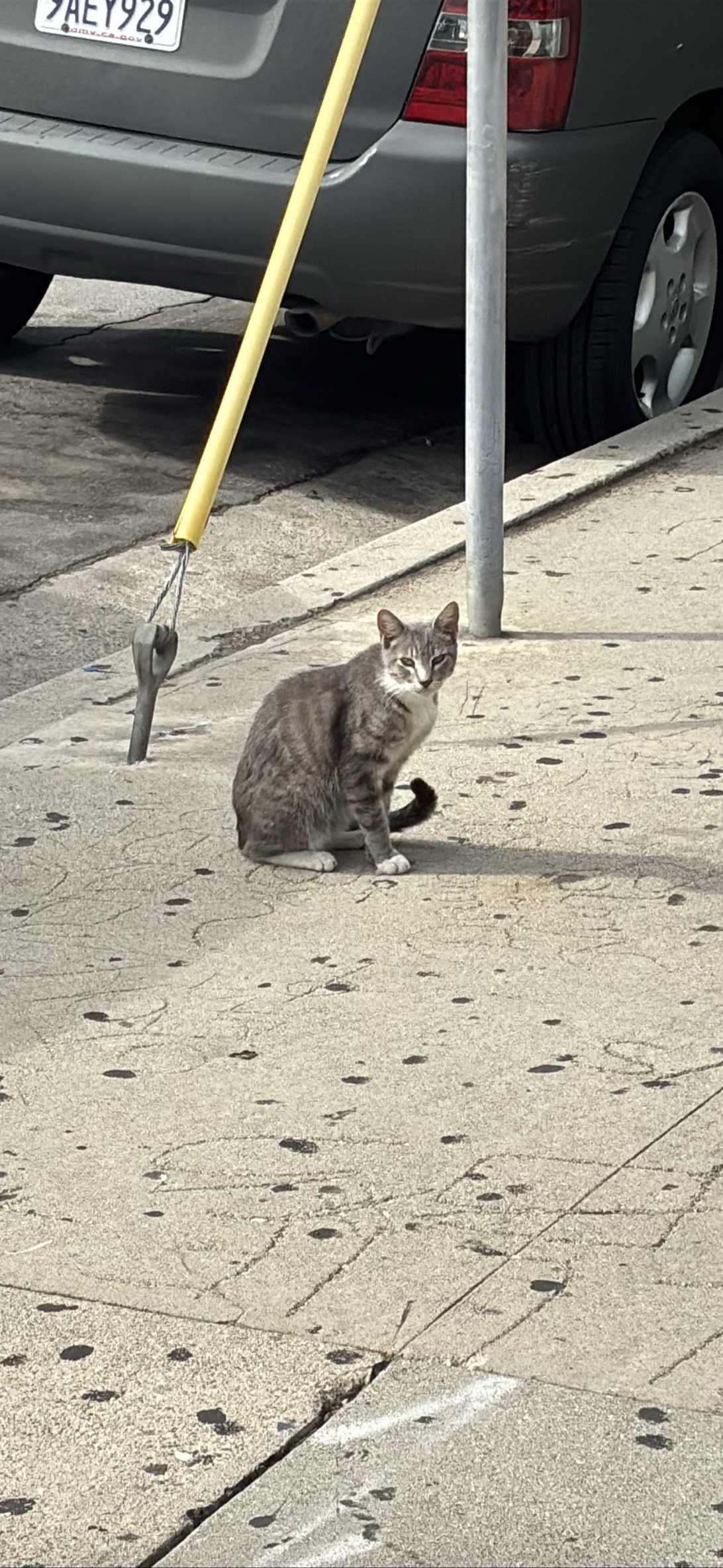 Manuelita, a cat found on Chonk Finder