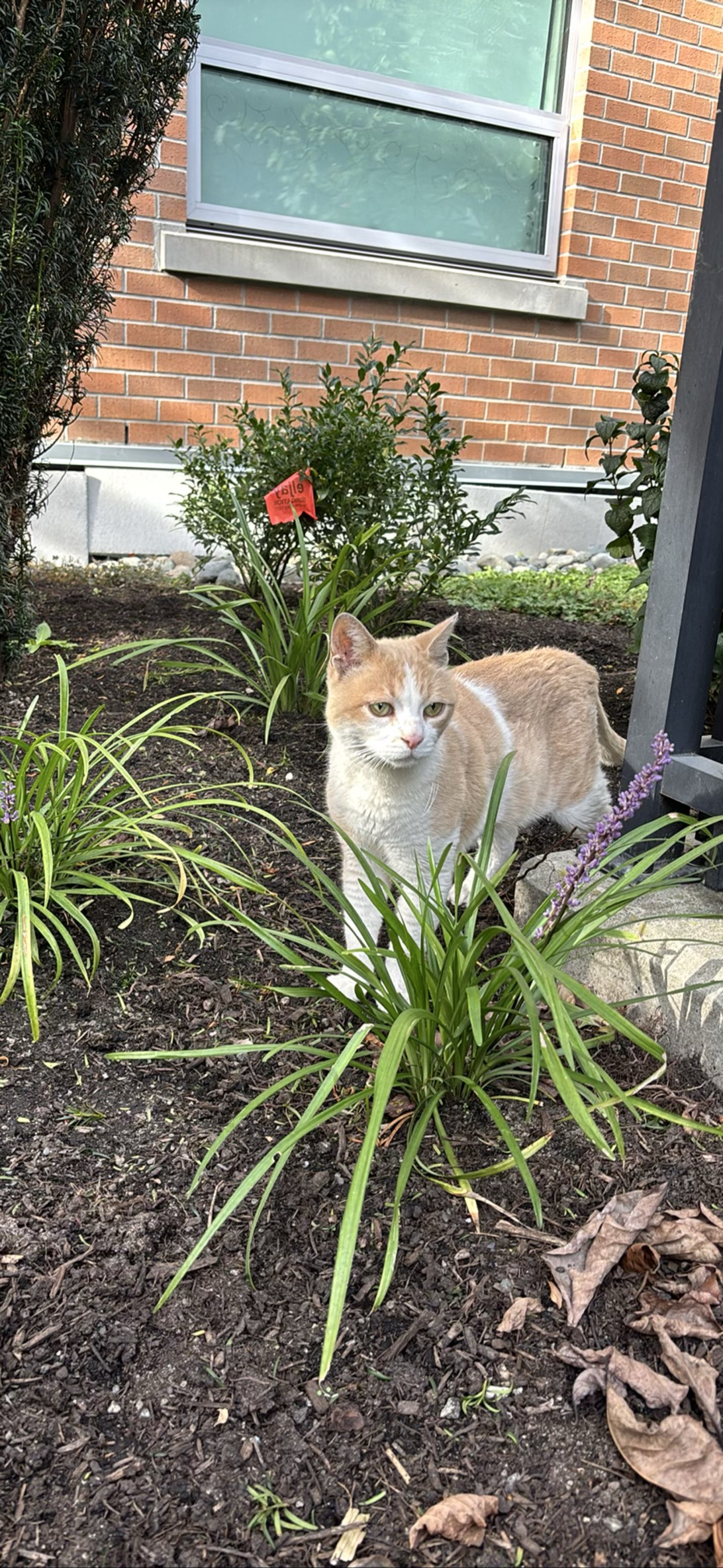 Archie, a cat found on Chonk Finder