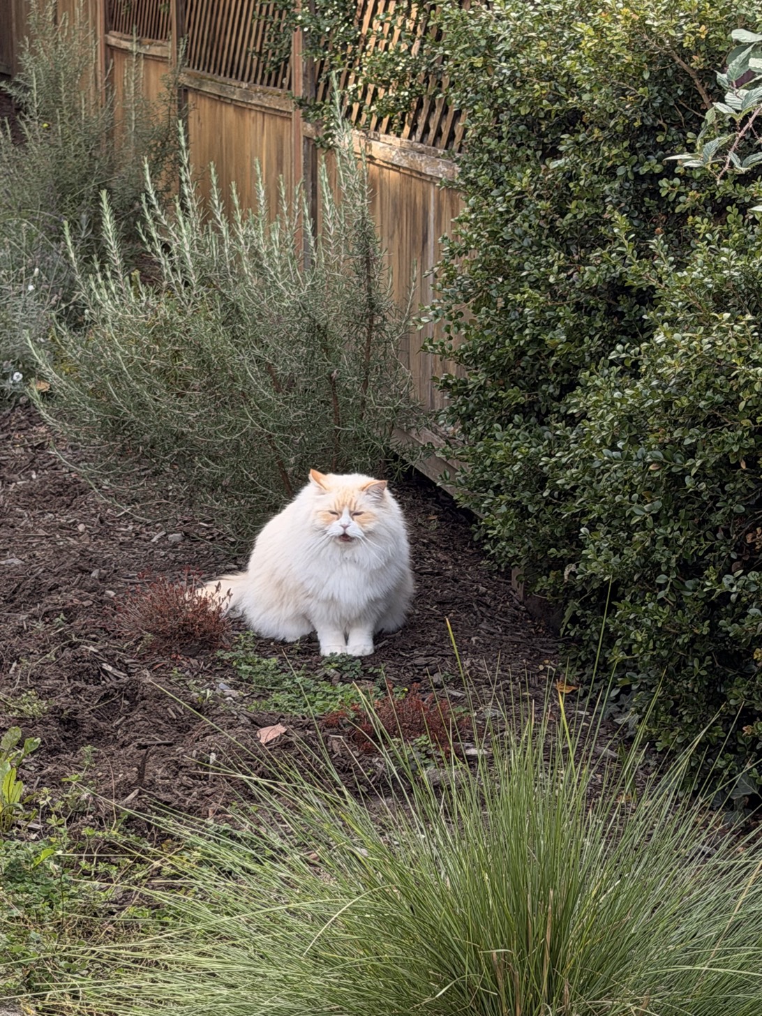 Notorious Poof, a cat found on Chonk Finder