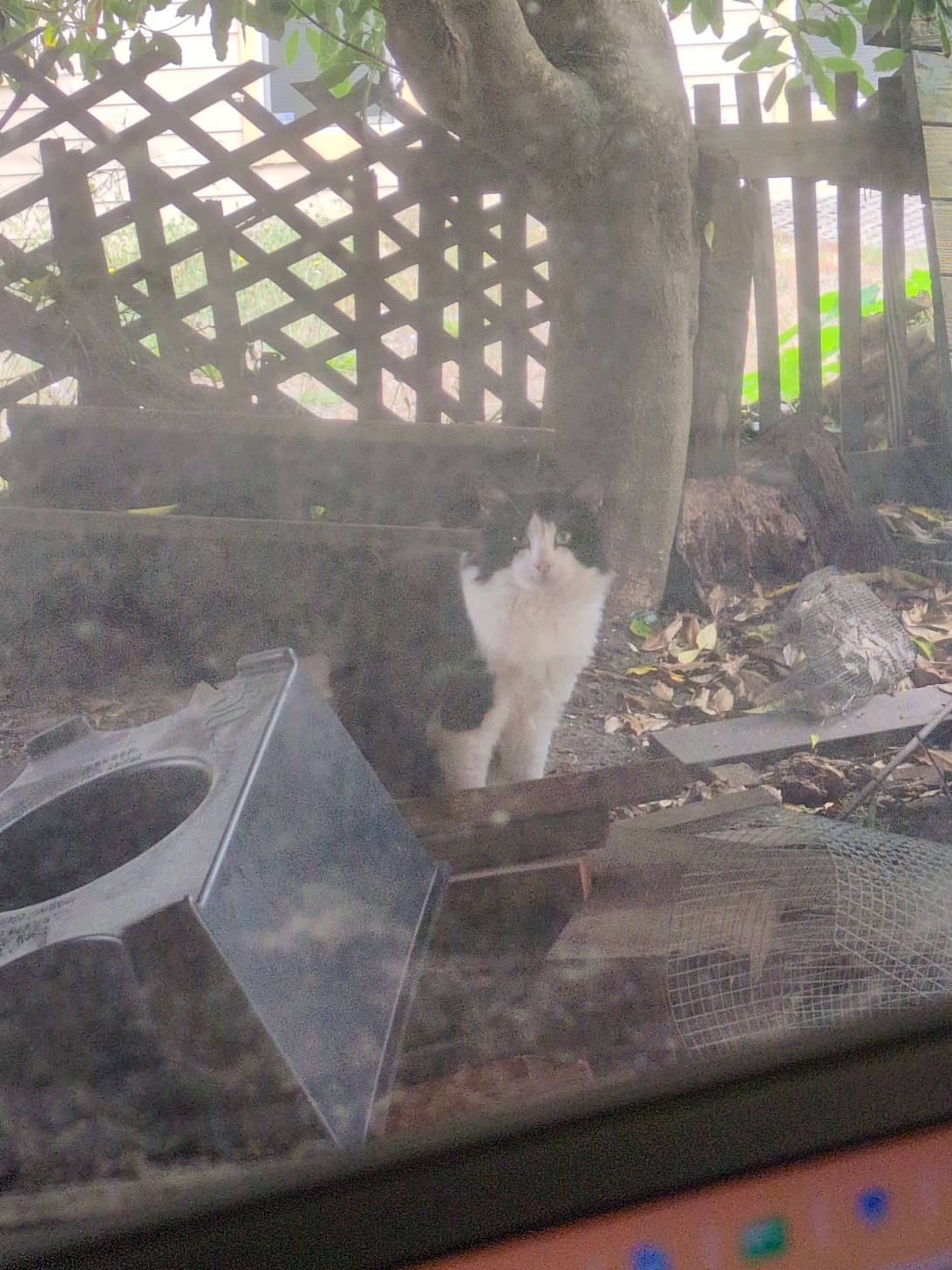 Pony Boy, a cat met on Chonk Finder