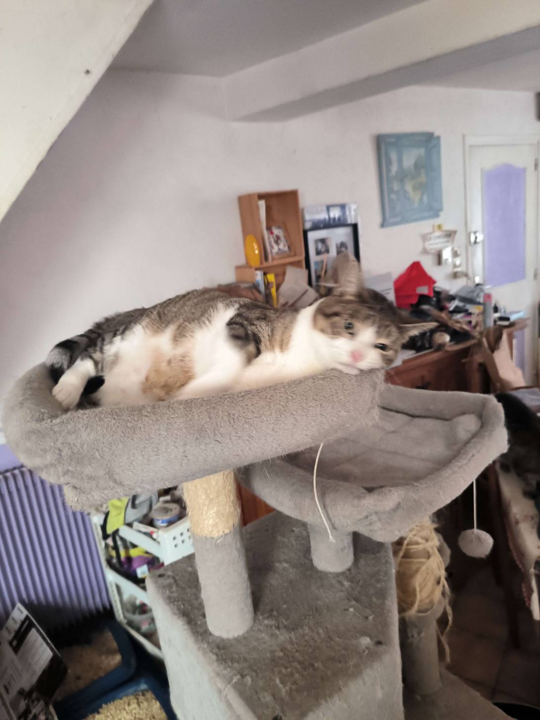 Chaussette, a cat found on Chonk Finder
