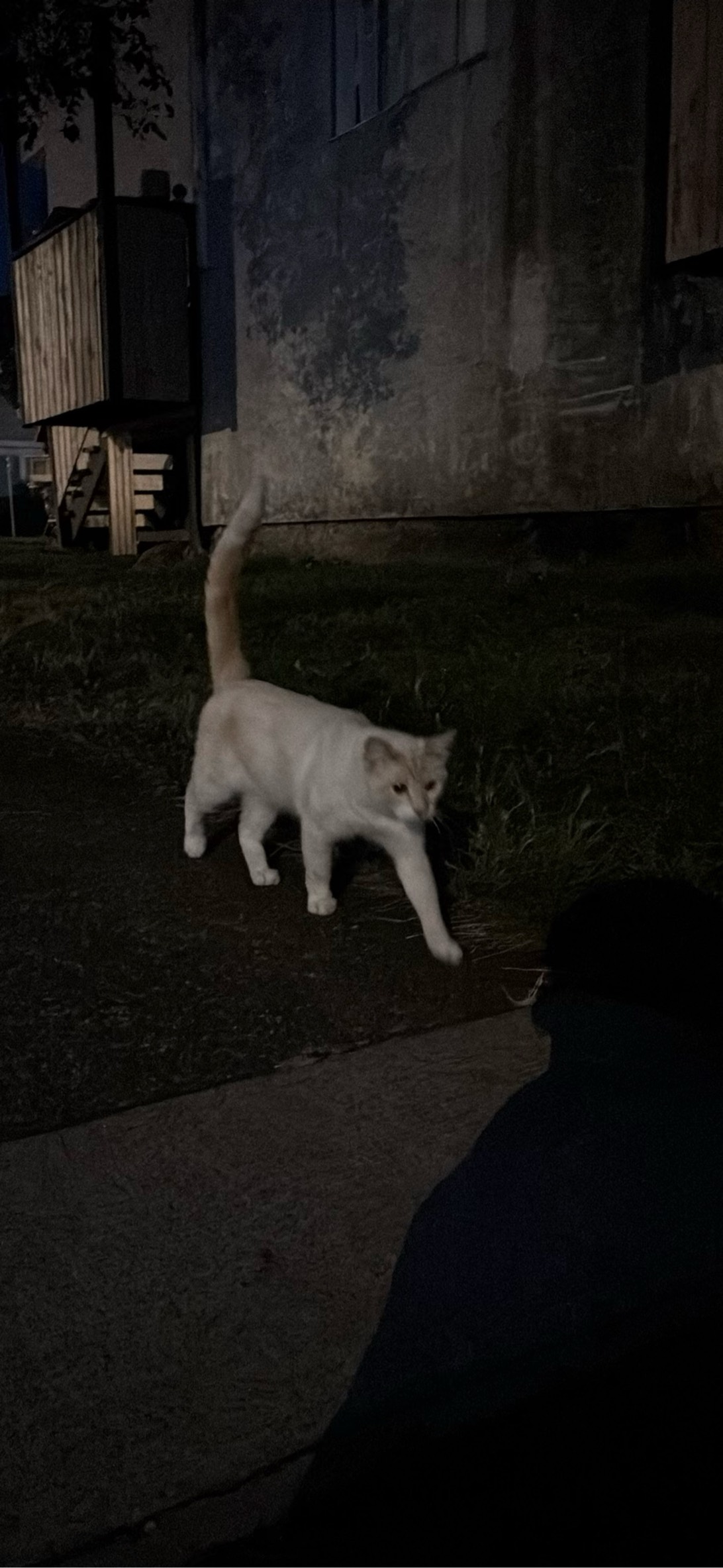 Pretty, a cat found on Chonk Finder