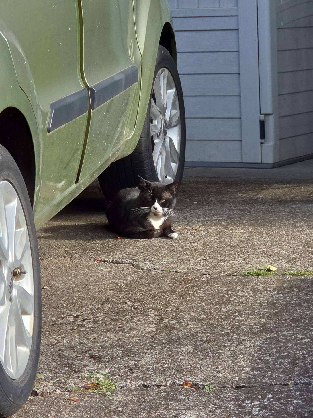 Axle, a cat found on Chonk Finder