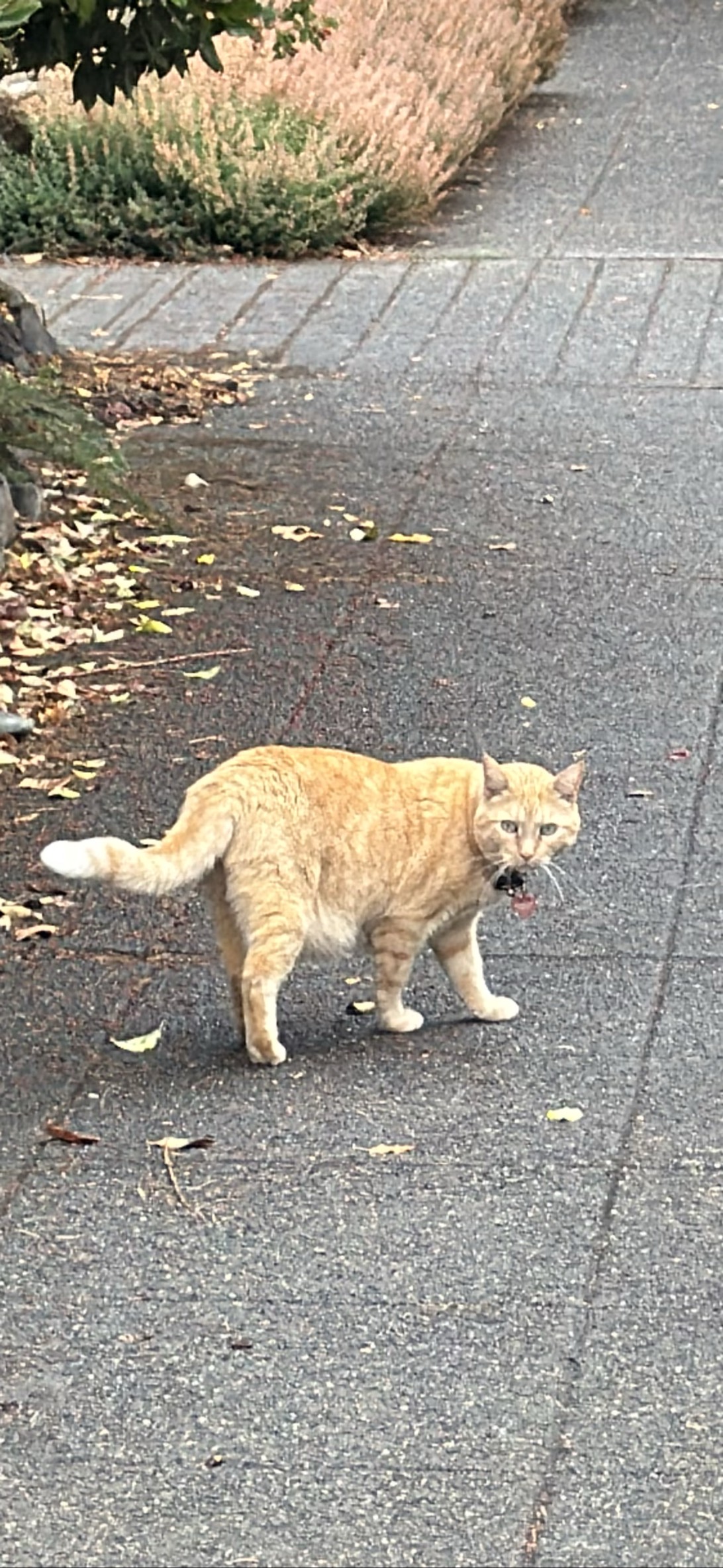 this cat, a cat found on Chonk Finder