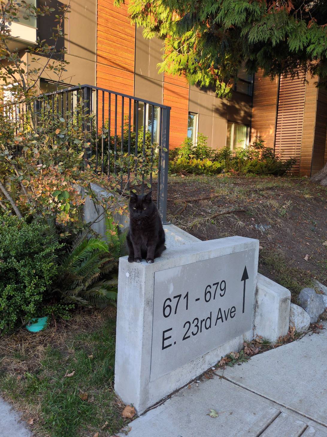 Mortimer, a cat found on Chonk Finder