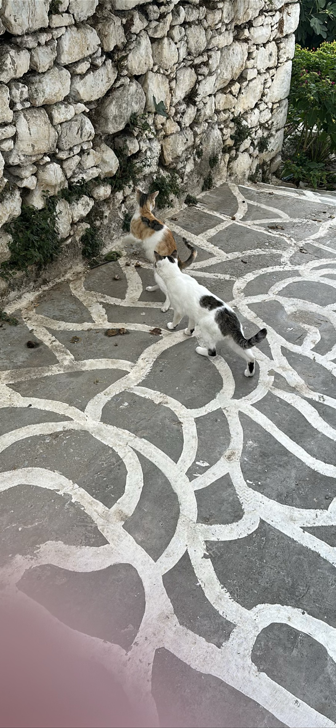Mister meow, a cat found on Chonk Finder