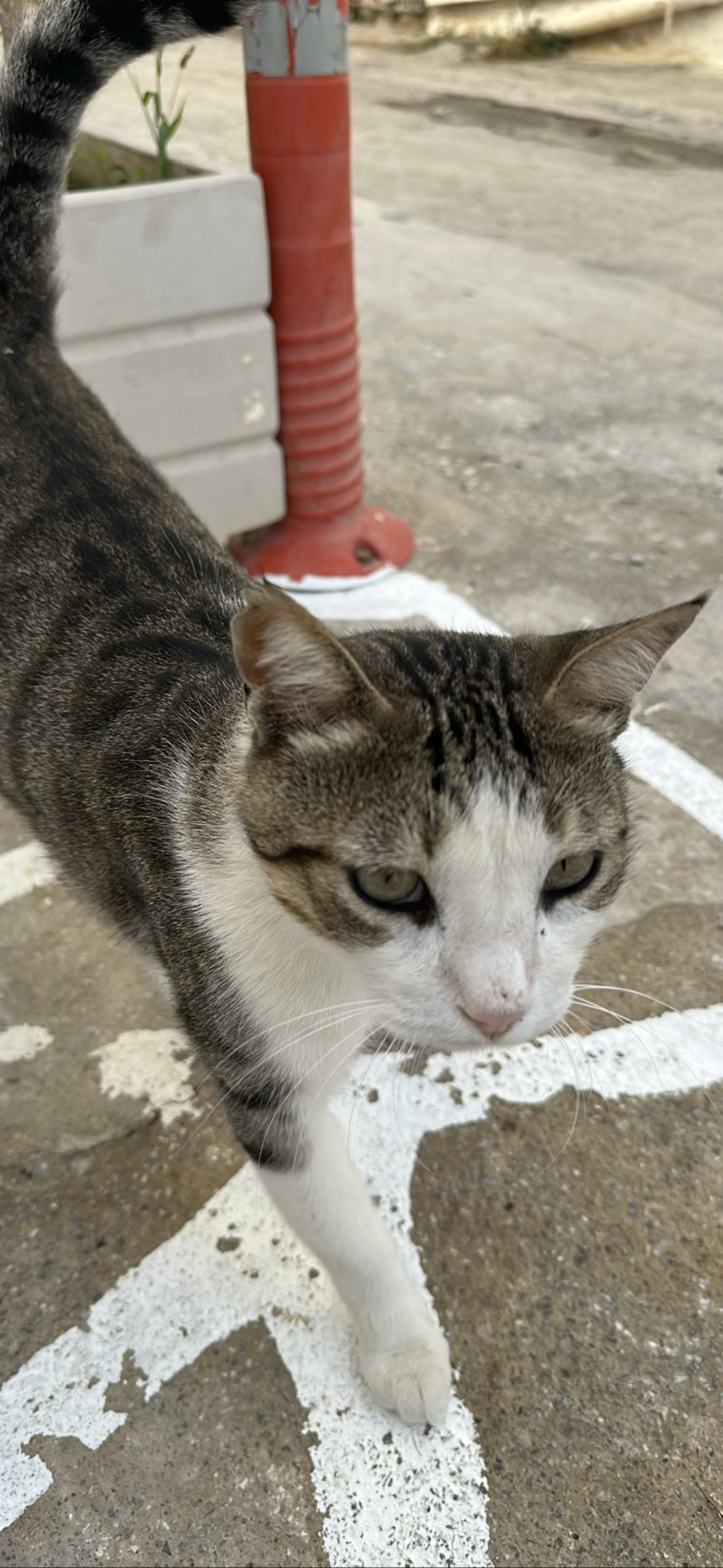 Lovey dovey, a cat found on Chonk Finder