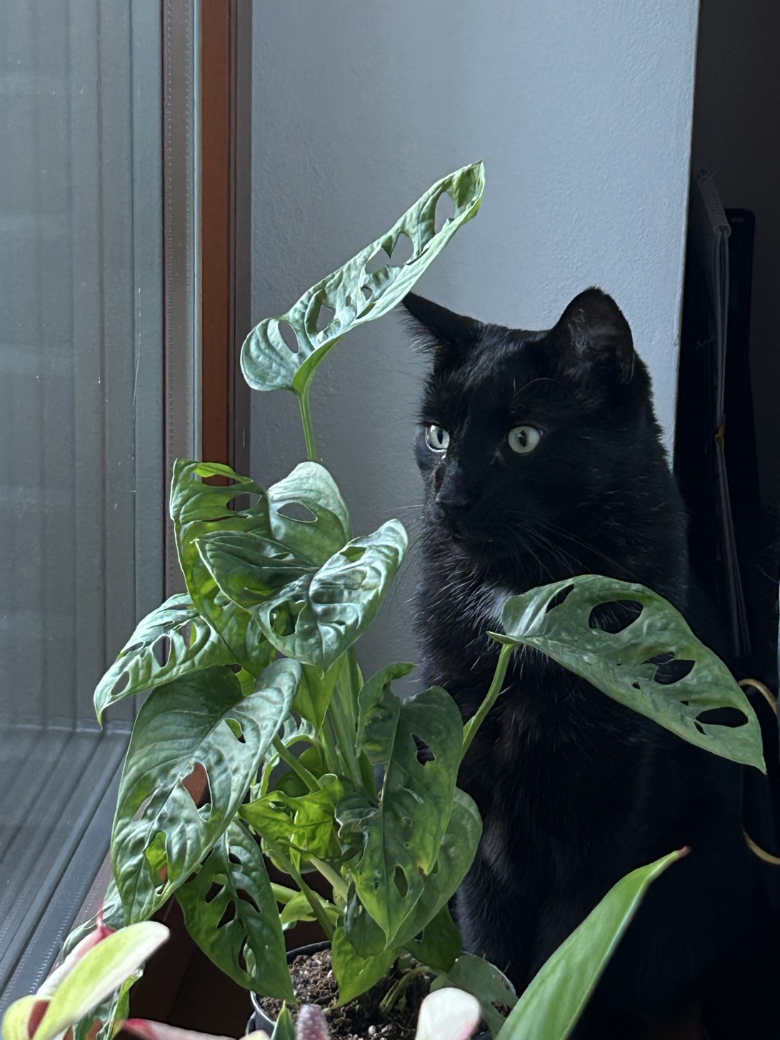 Knedlík, a cat found on Chonk Finder